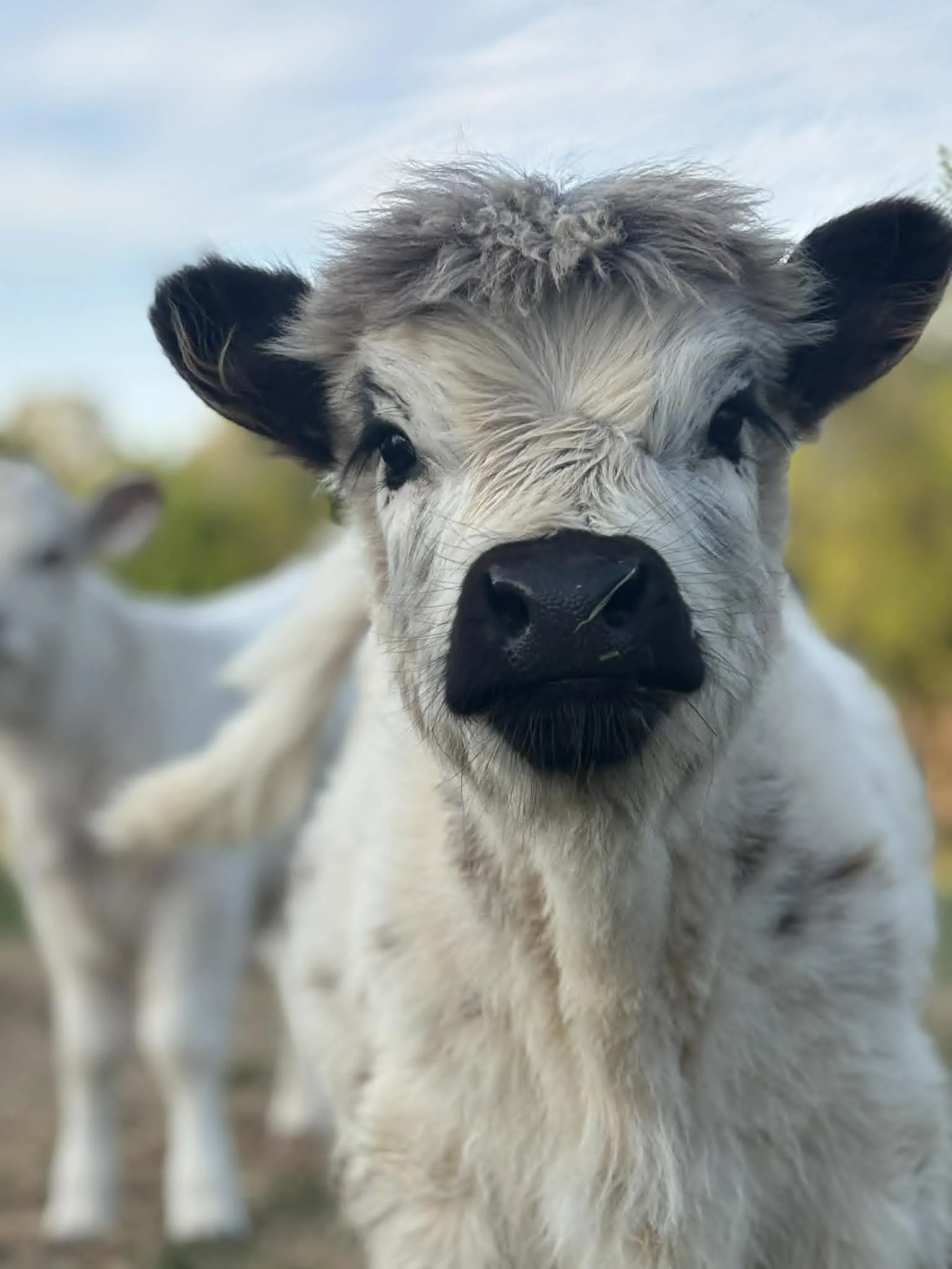 Meet and Greet ( 30 Minutes)                                      Gift cards now available