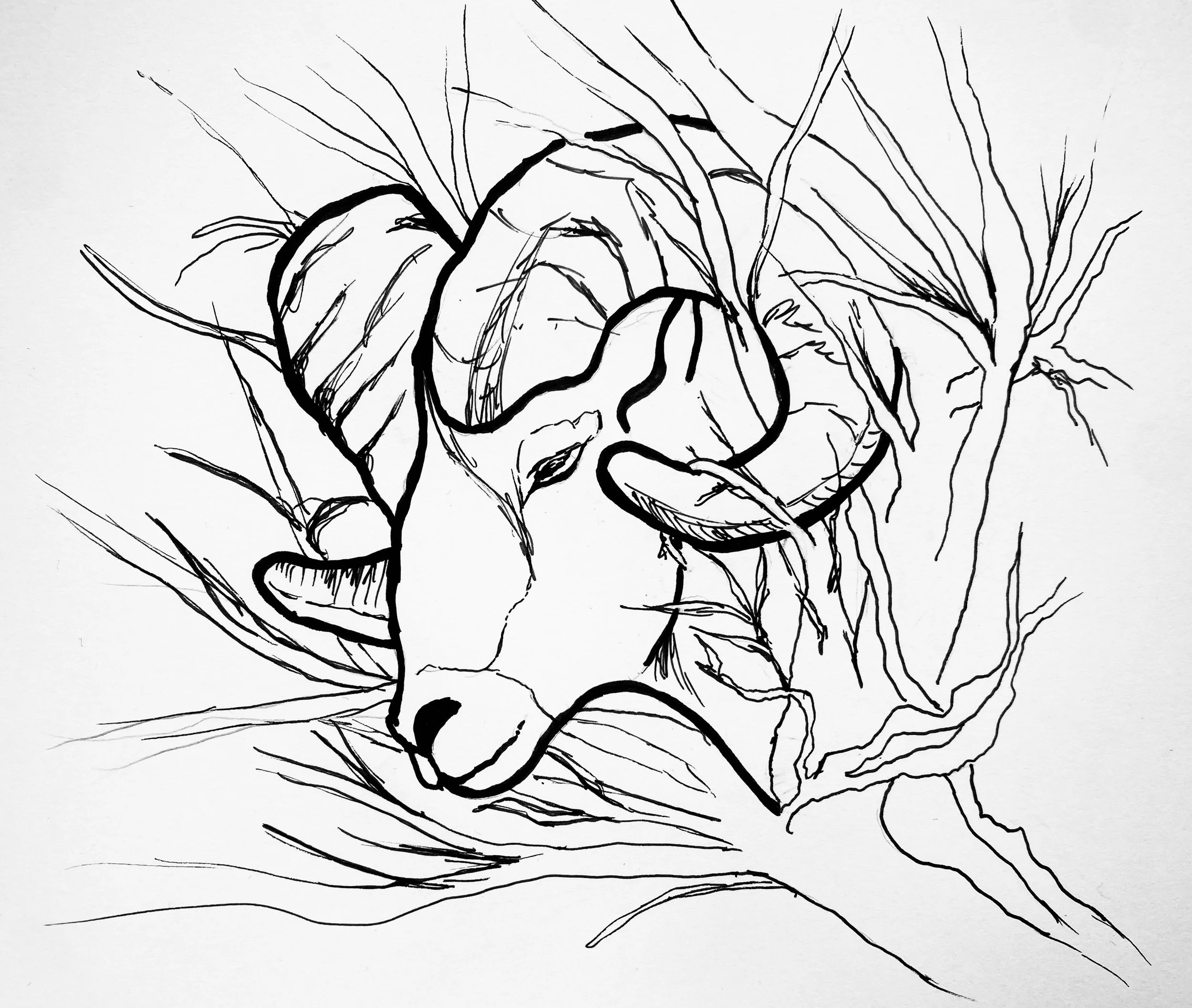 The Ram in the Thicket