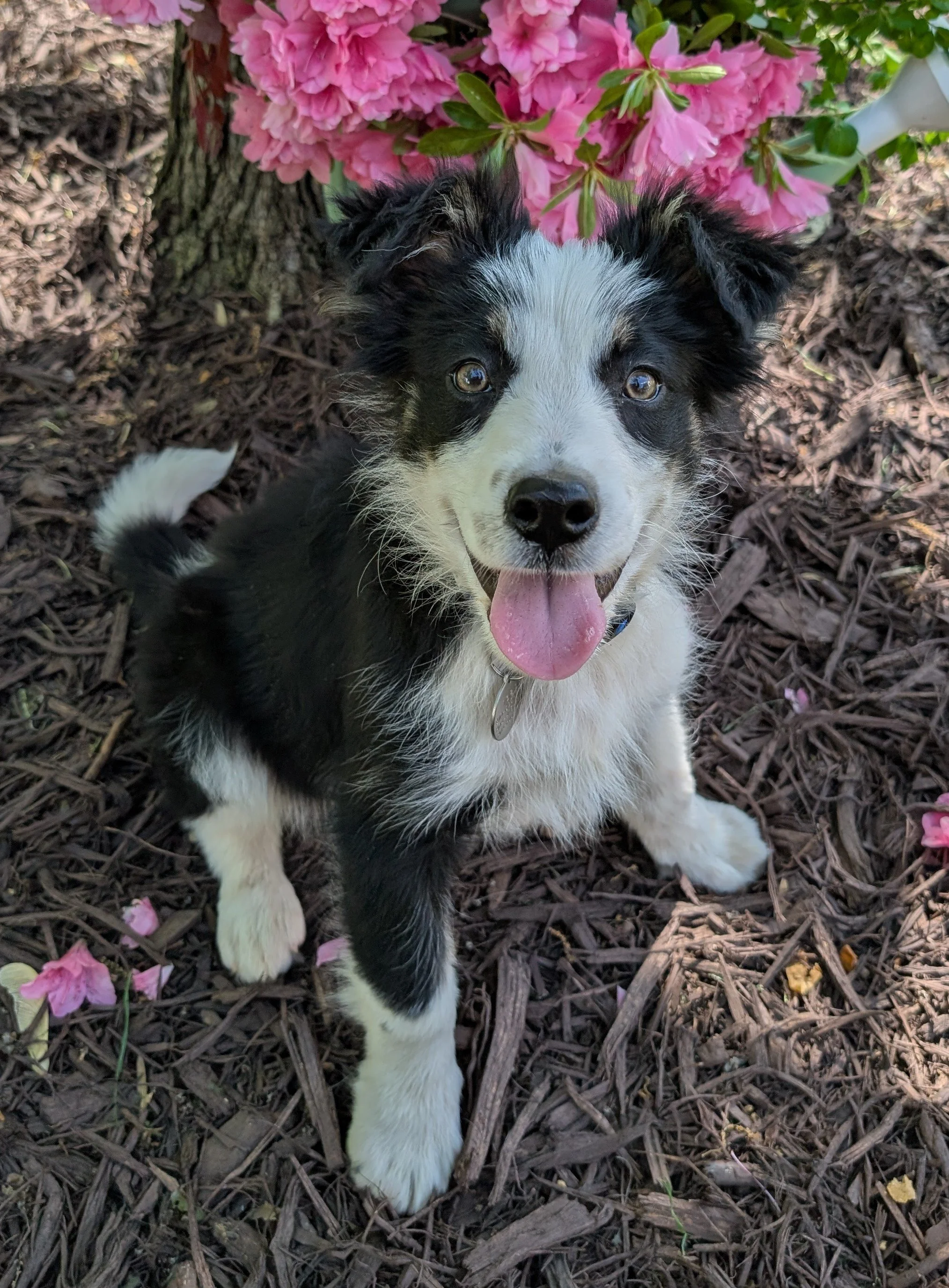 SCOUT