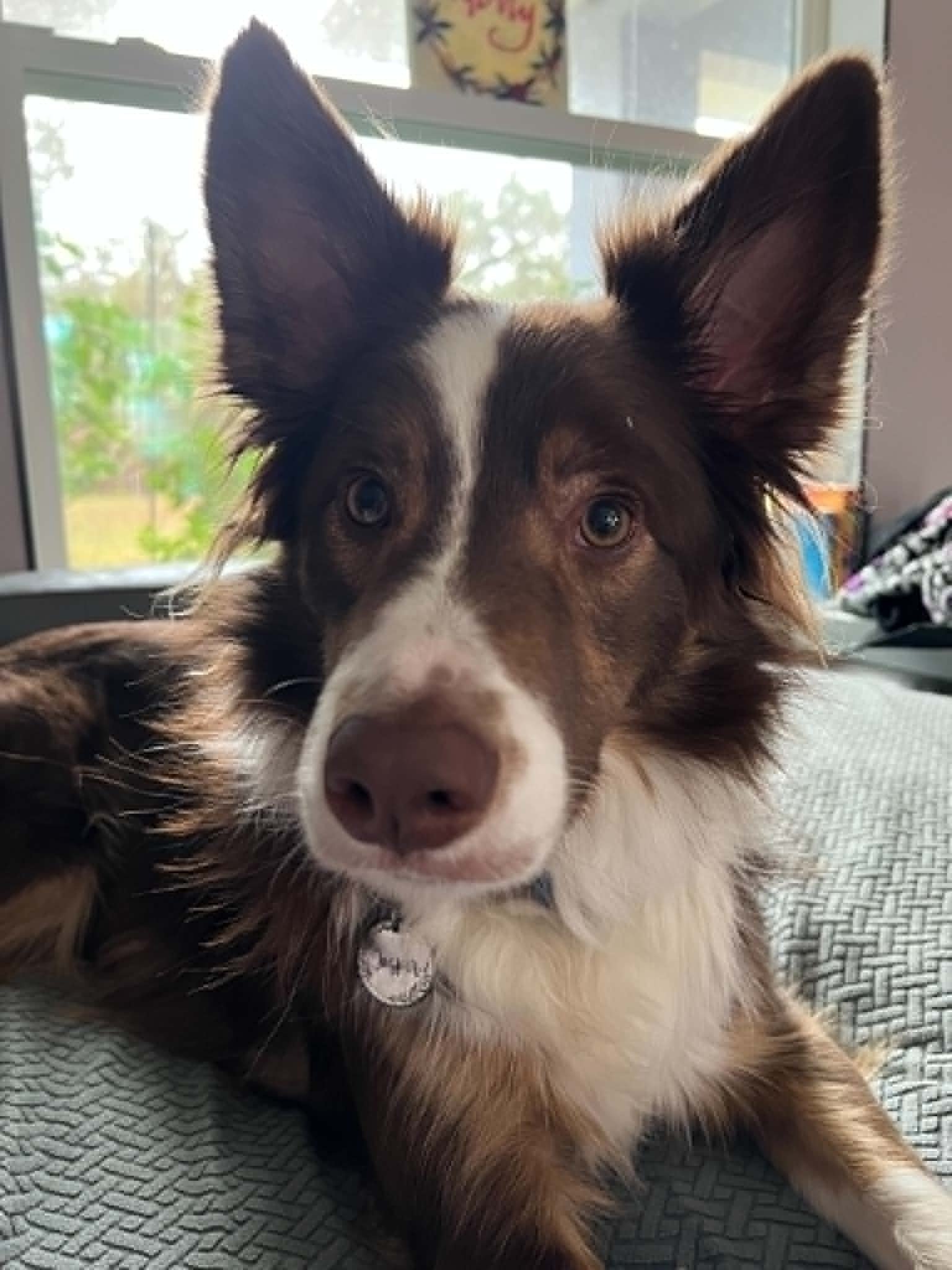 JASPER