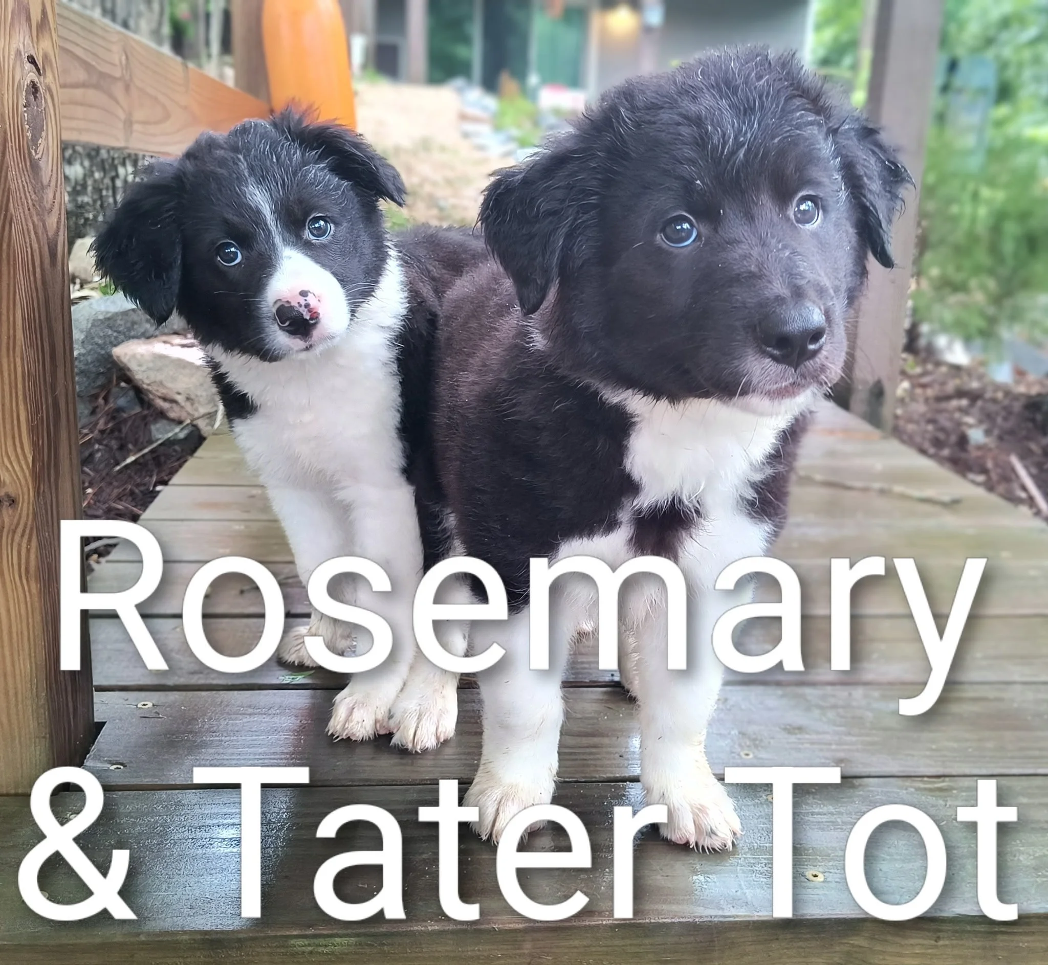 ROSEMARY &amp; TATOR TOT
