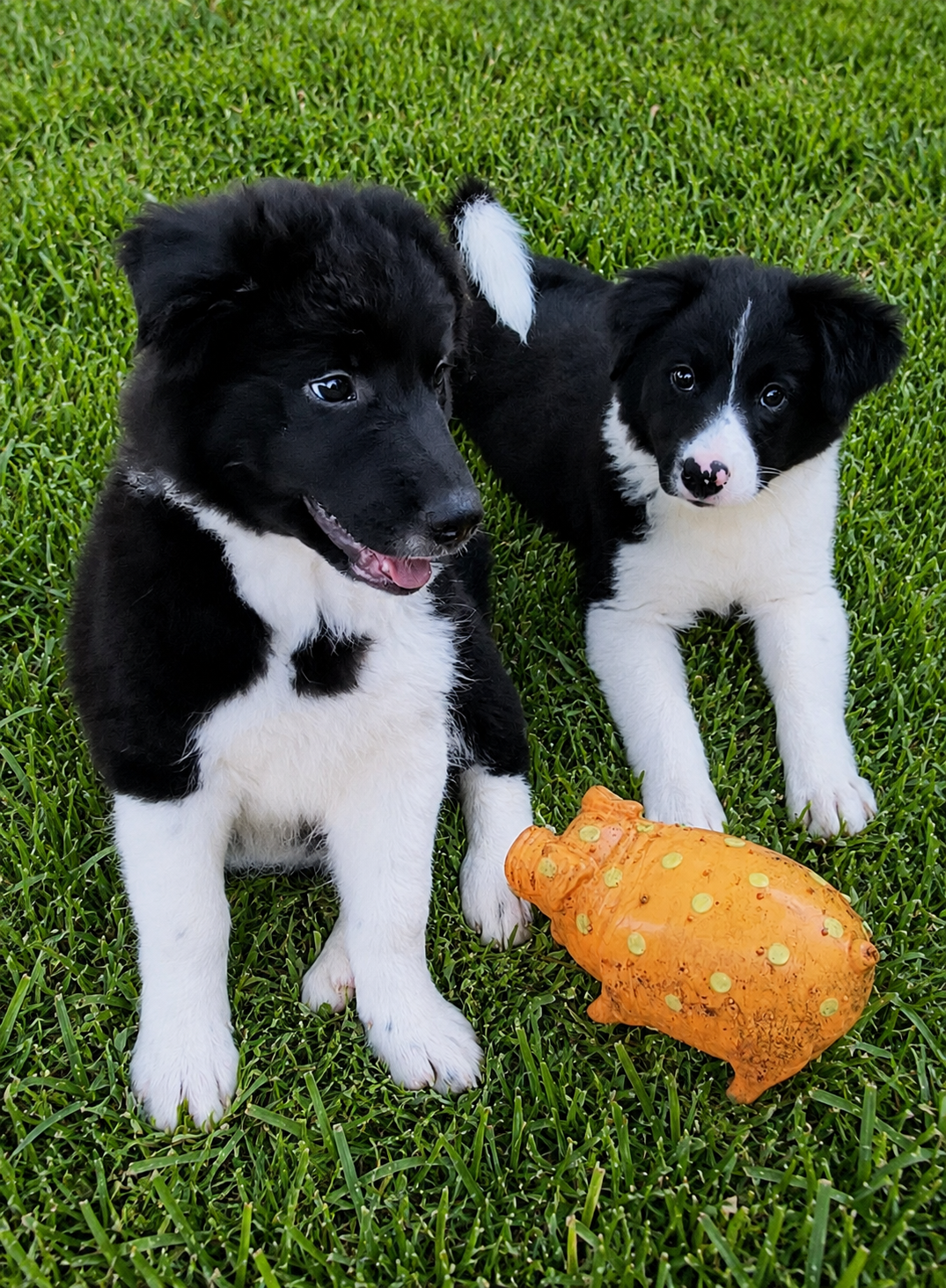 ROSEMARY &amp; TATER TOT