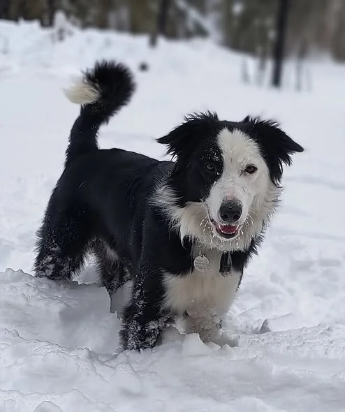 COOPER
