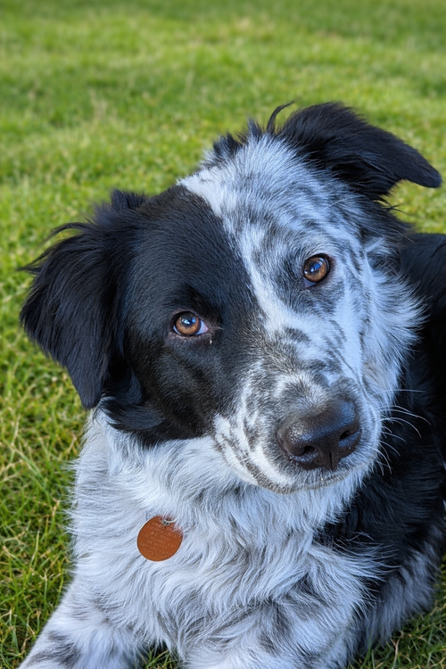 LUFFY — ATLANTIC REGION CENTRAL BORDER COLLIE RESCUE