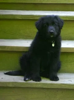 COAL