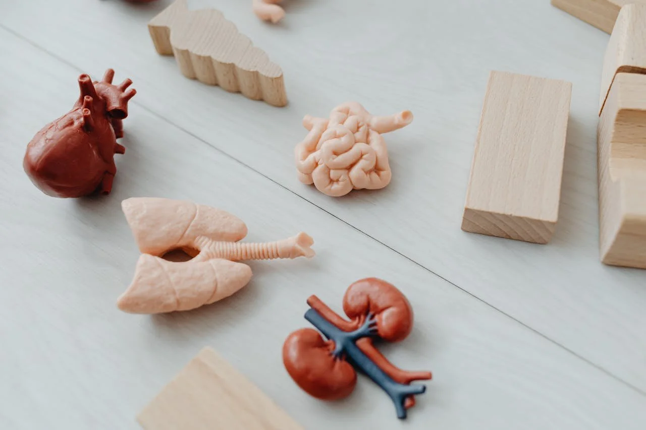 Kidney Disease: Symptoms, Risk Factors, and Preventative Measures