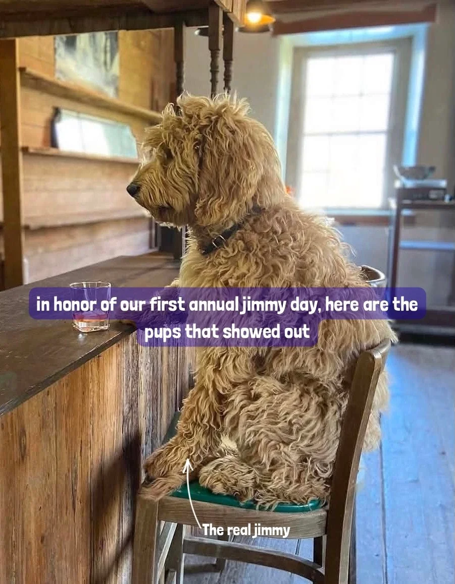 in honor of our first annual jimmy day, here are the pups that showed out✨☘️

the submissions were strong, the eyes were barely visible, and the jimmy energy was undeniable 🐶🐾🍊🧃

#jimmyjuice #dogsofinstagram #dogcontest #drinkjimmyjuice #cannedco