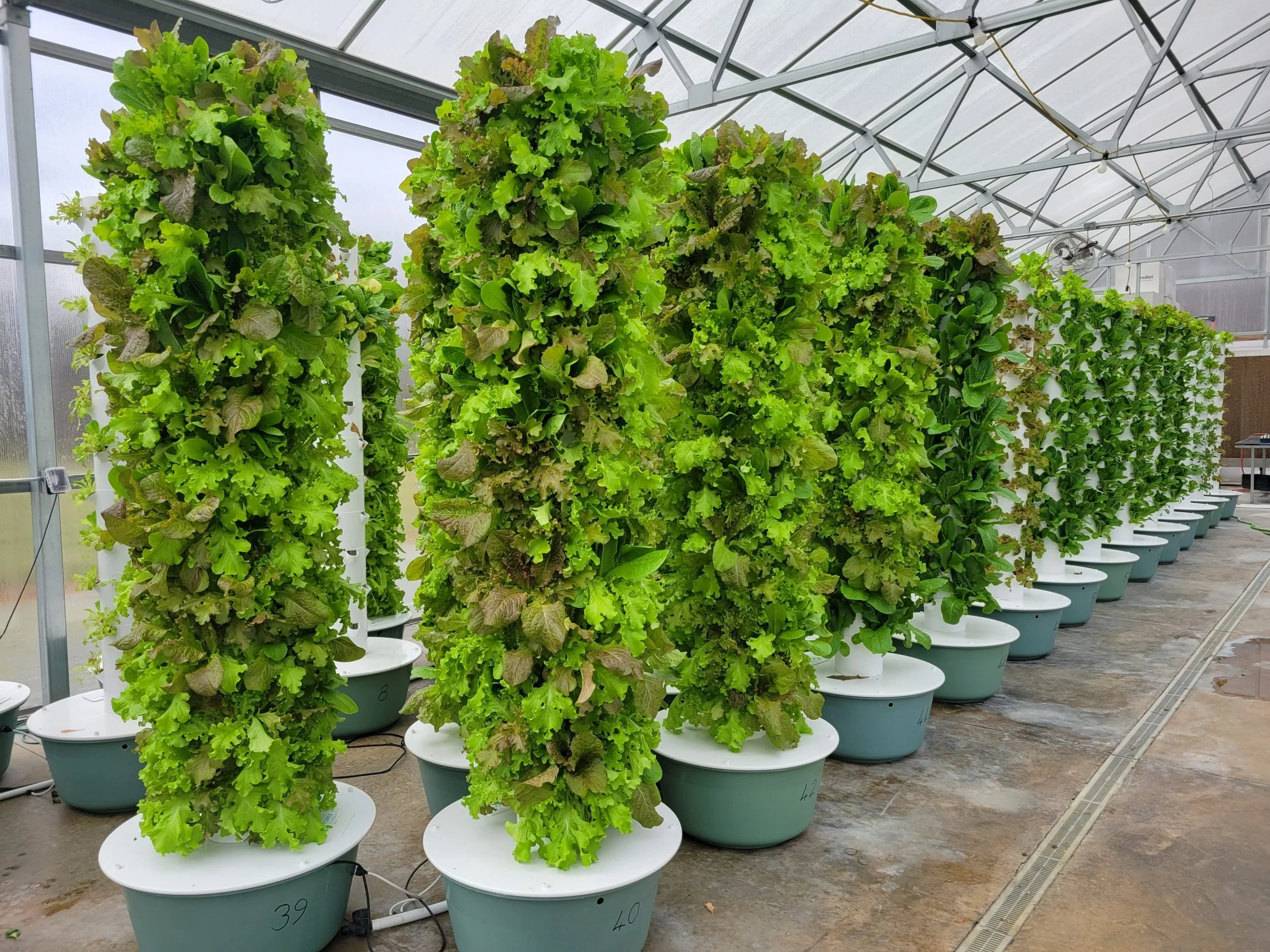 Aeroponics 101: What Does It Really Mean?
