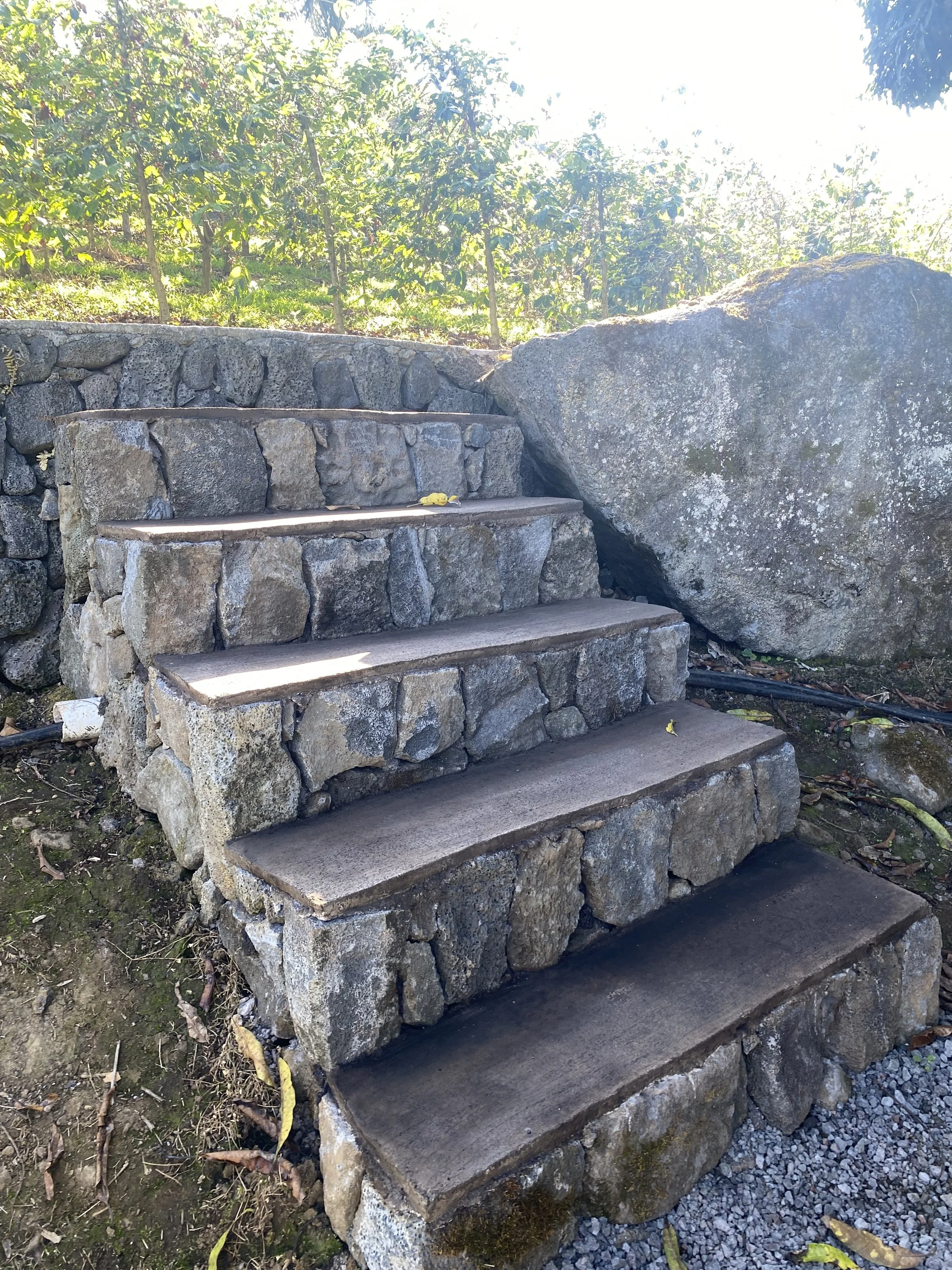 Stone steps leading up to a garden area with lush green trees and plants.