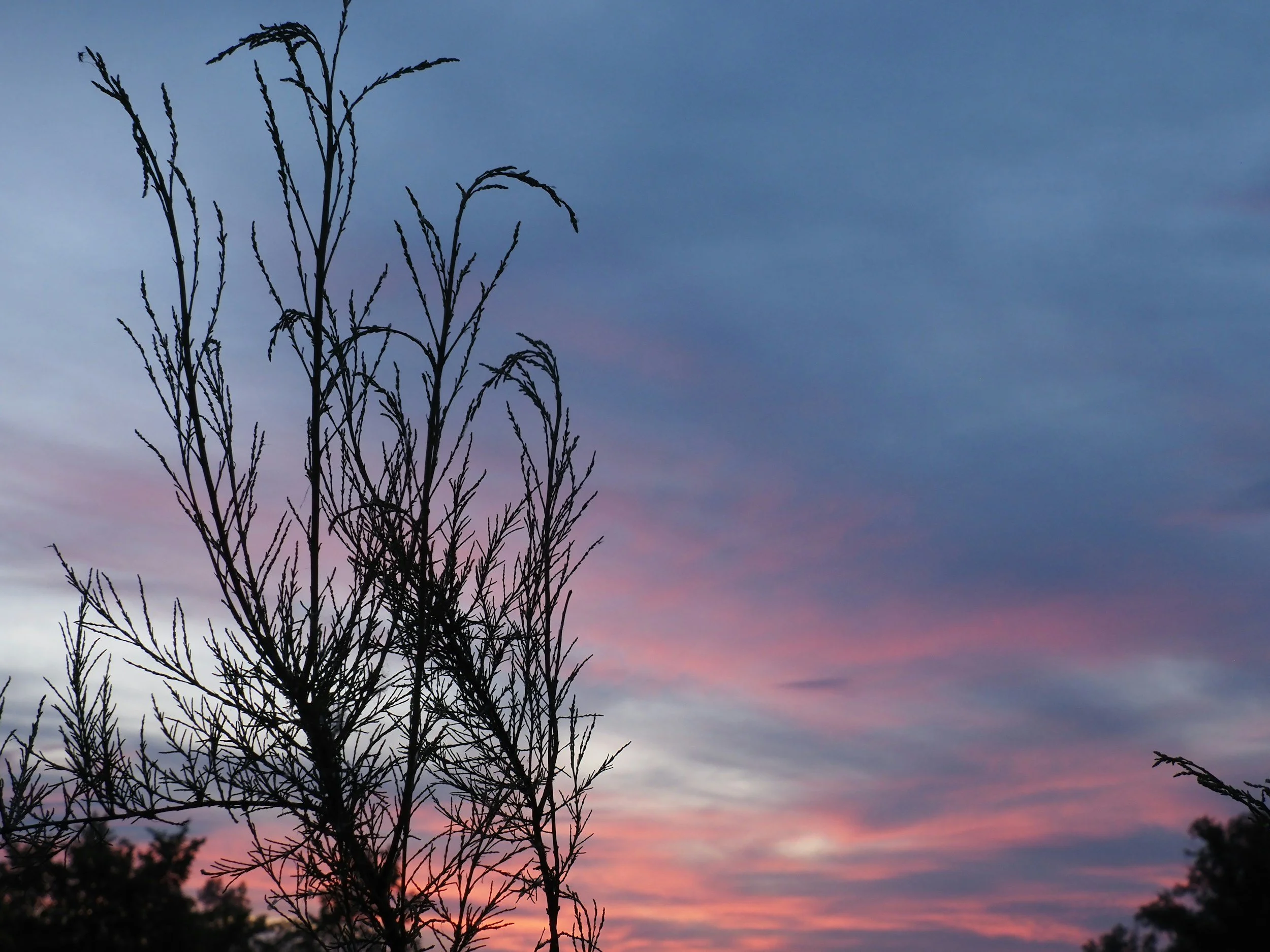Silhouette of a leafless tree against a colorful sunset sky with shades of pink, purple, and blue.