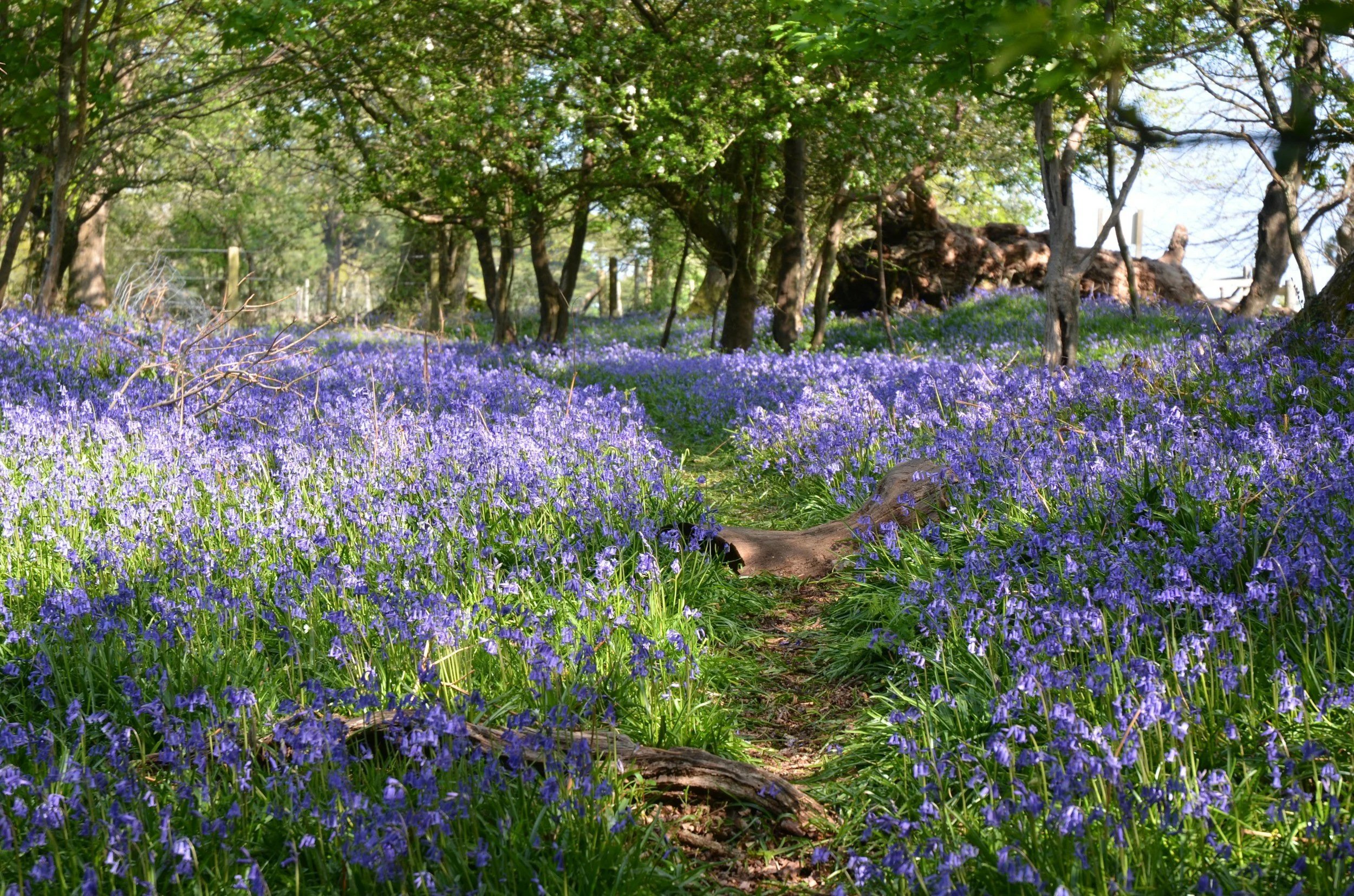 A Hampshire forest scene with a narrow dirt path surrounded by purple bluebell flowers, green trees, and sunlight filtering through the branches.