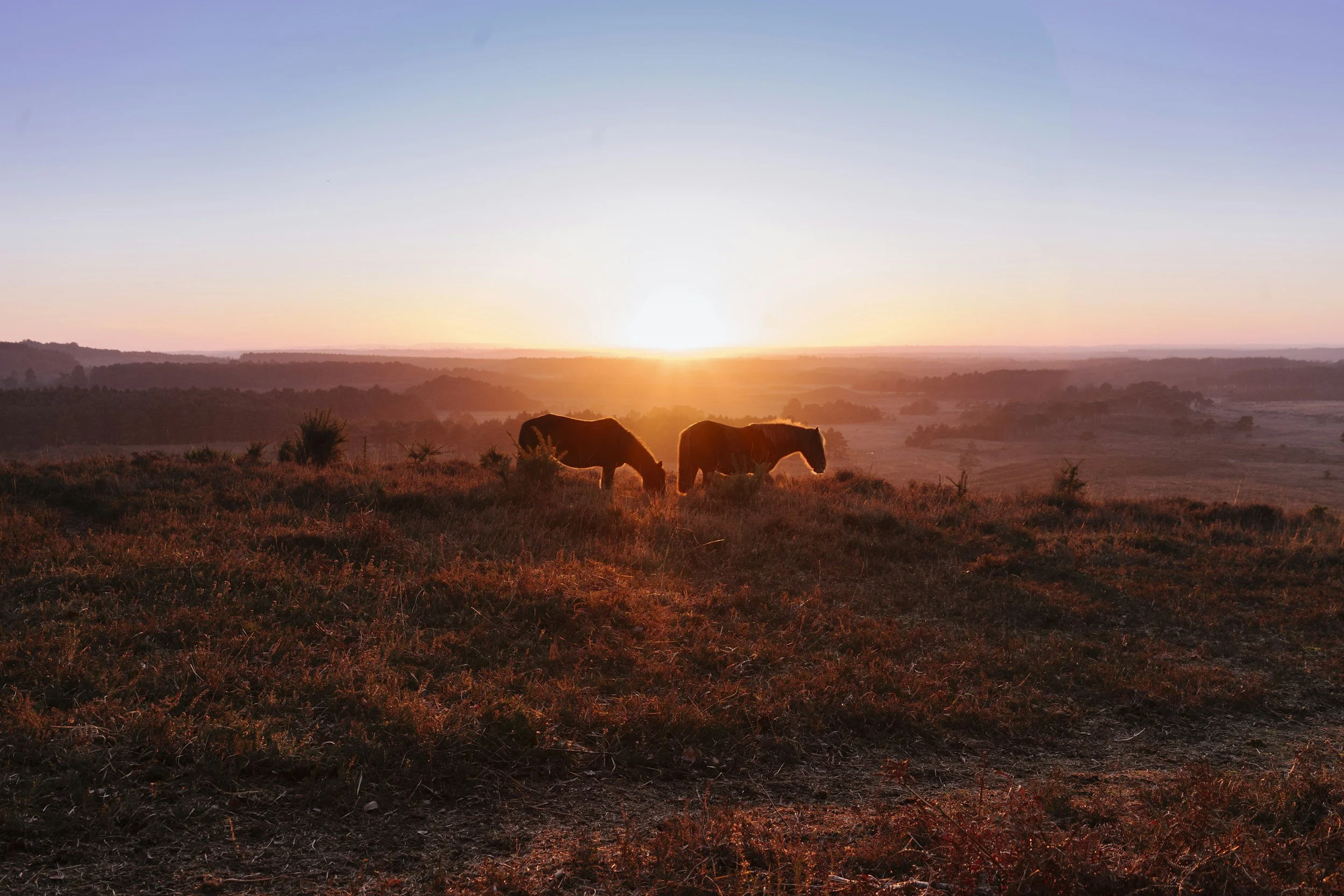 Hampshire landscape Two horses grazing on a hill during sunset with a scenic landscape in the background.
