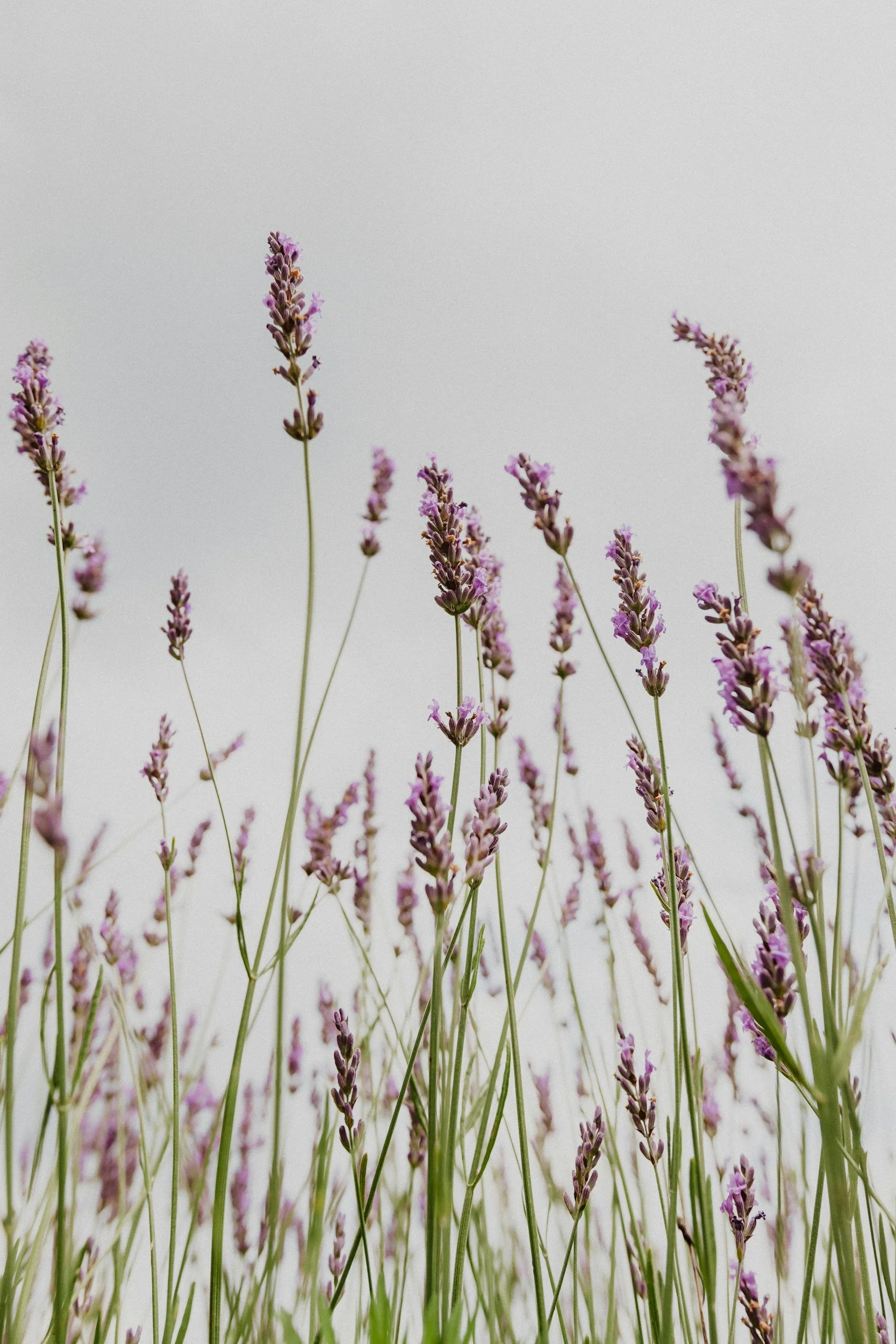 Lavender flowers with long green stems against a pale sky.