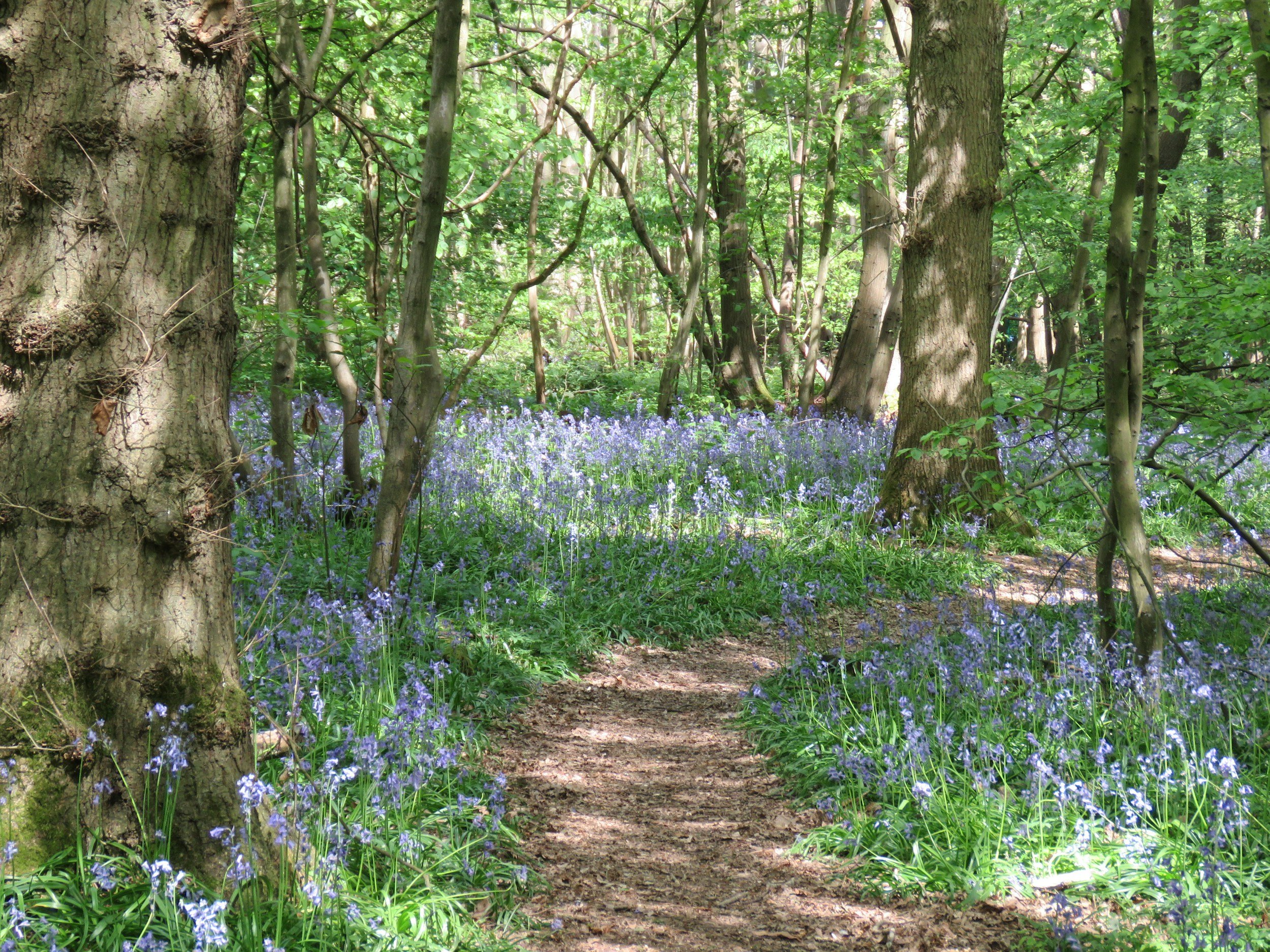 A path in the New Forest winding through a lush green forest with tall trees and purple wildflowers along the path.