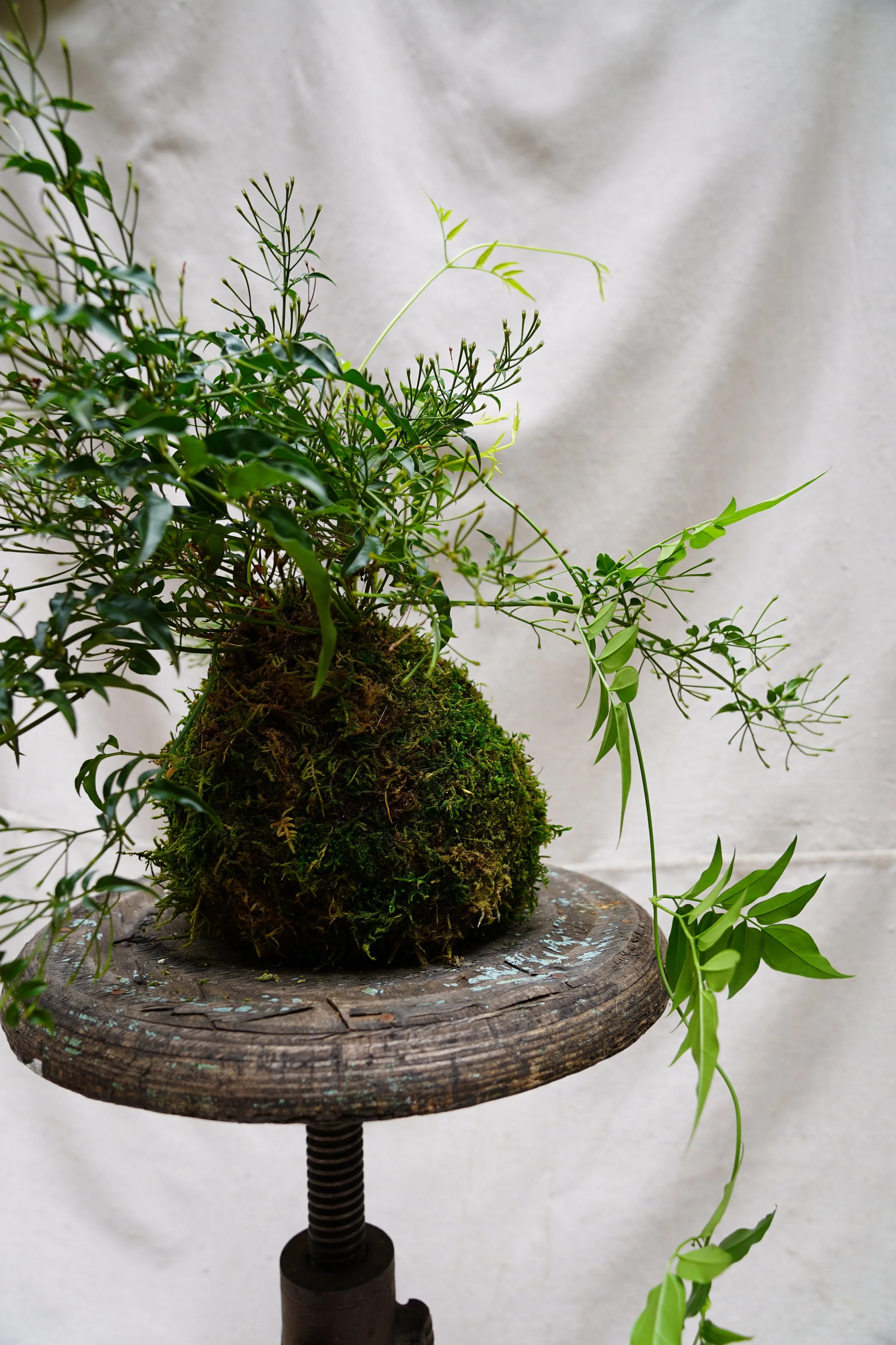 Jasmine Kokedama