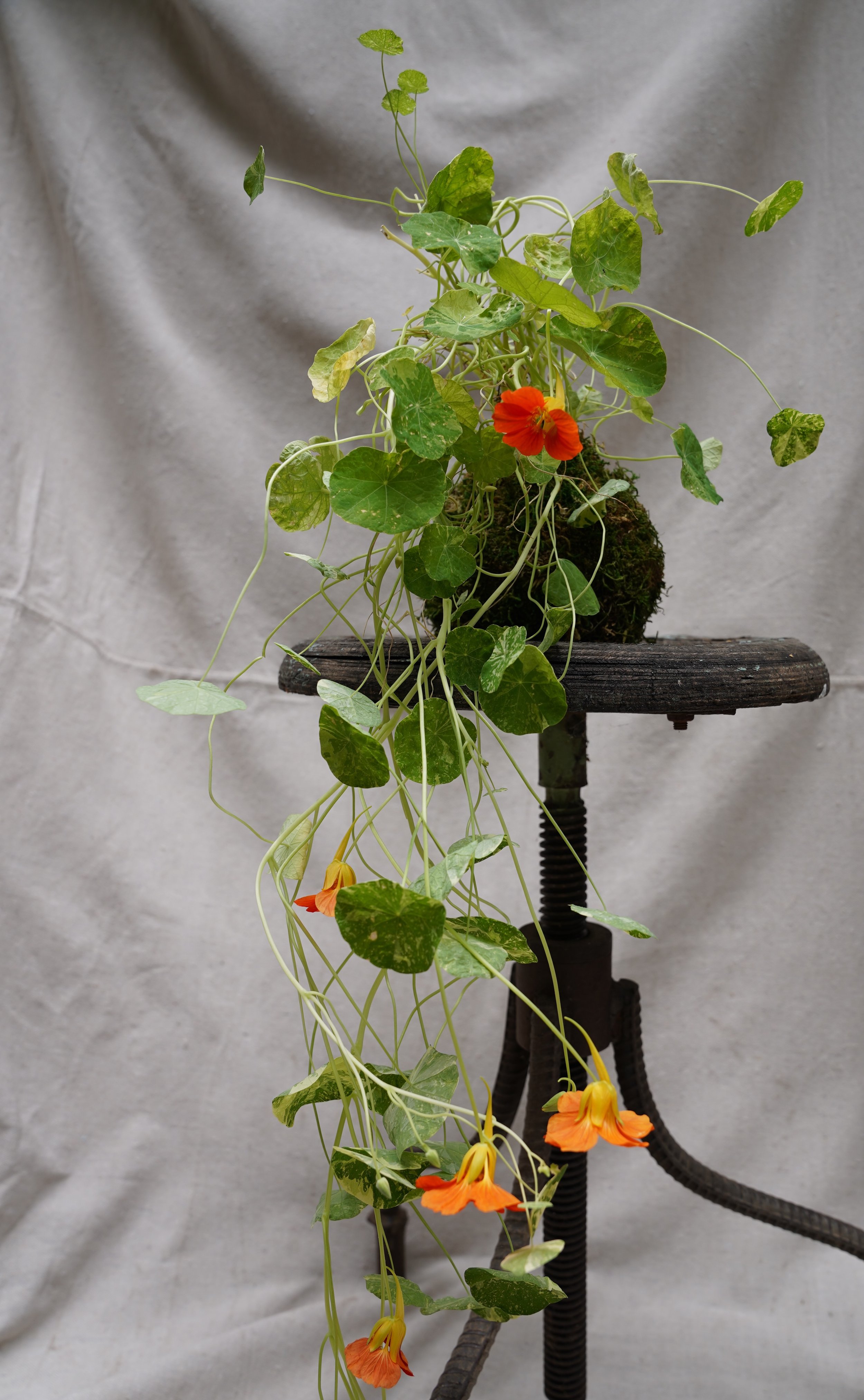 Nasturtium Kokedama