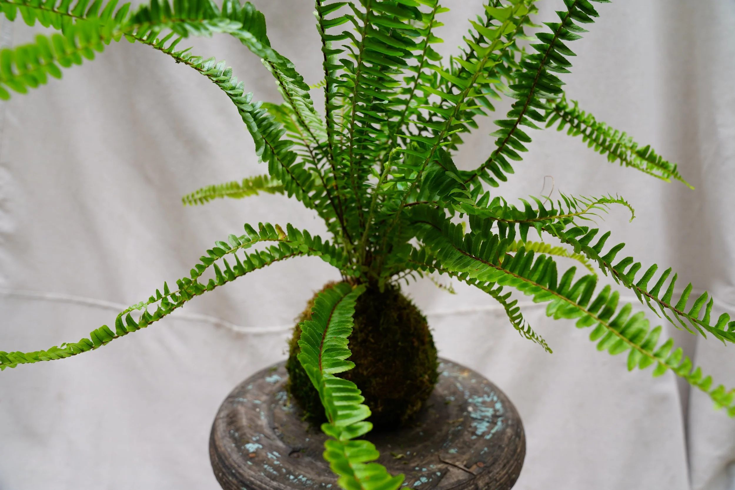 Boston Fern Kokedama