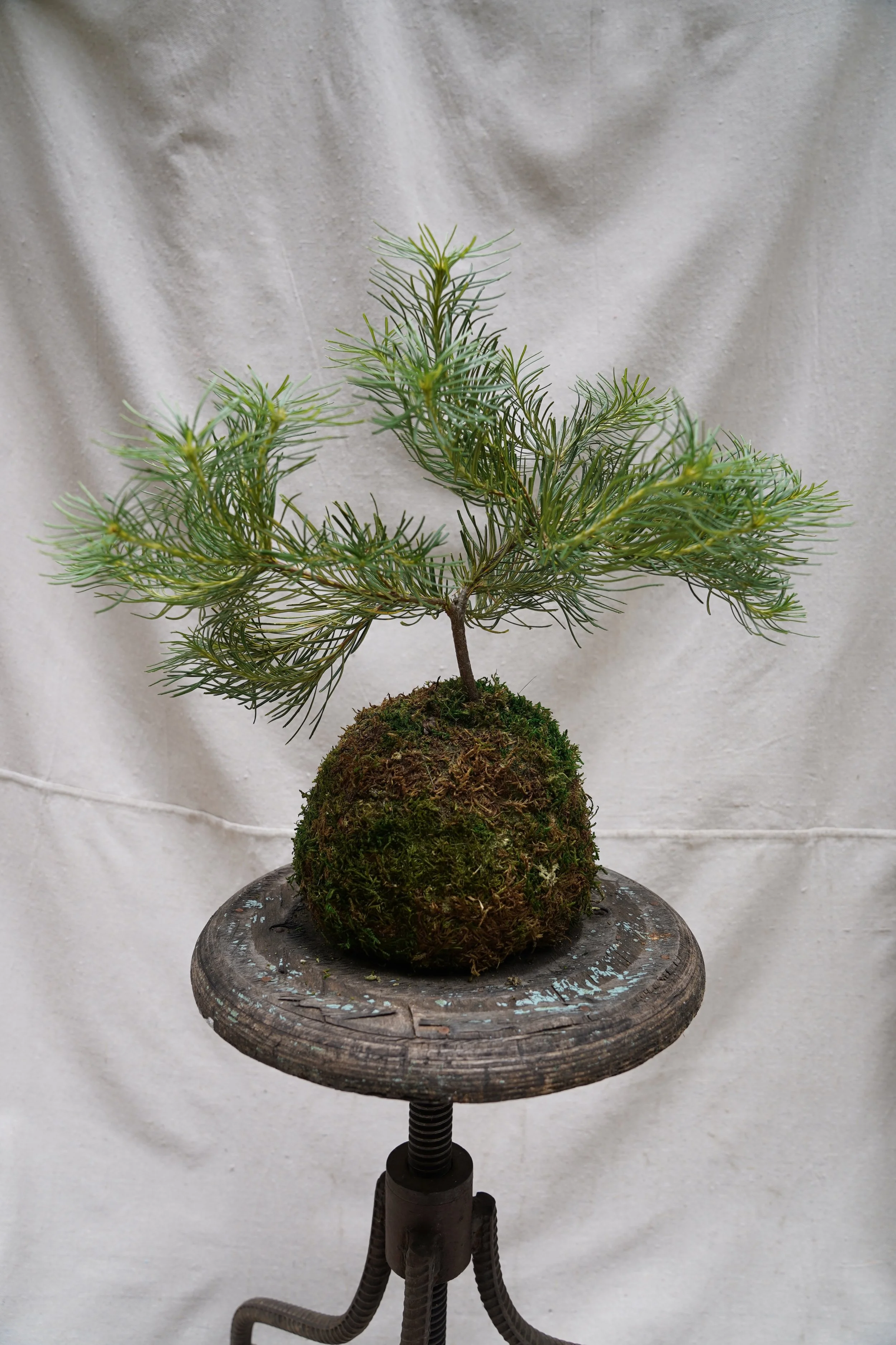 Pine Kokedama
