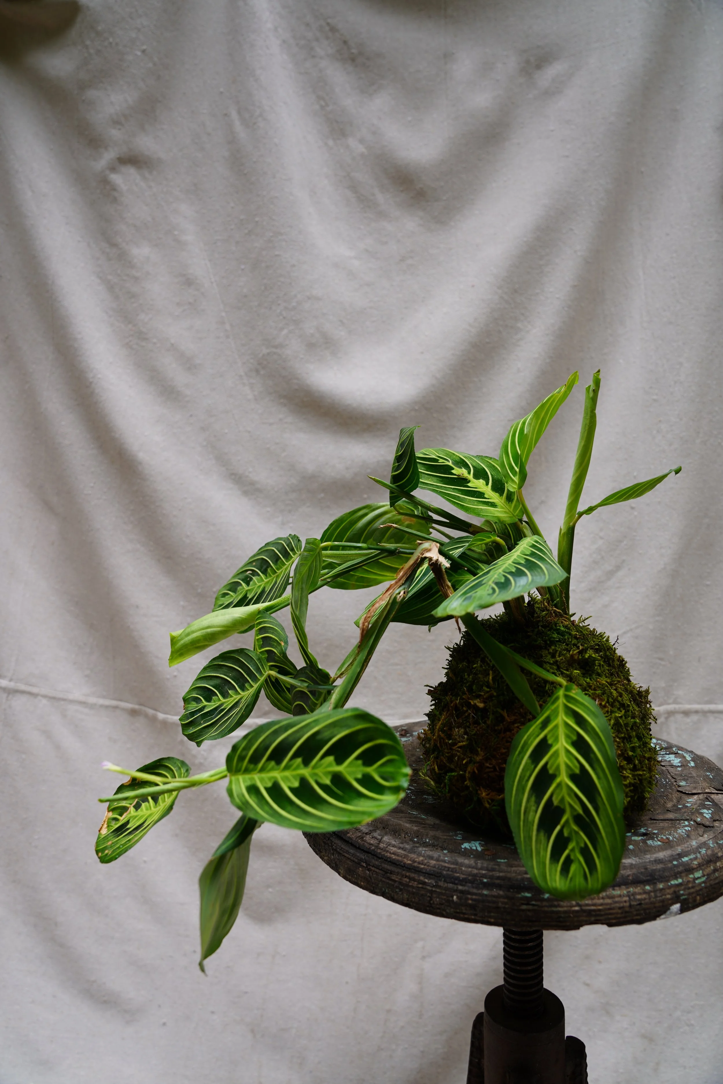 Prayer Plant Kokedama