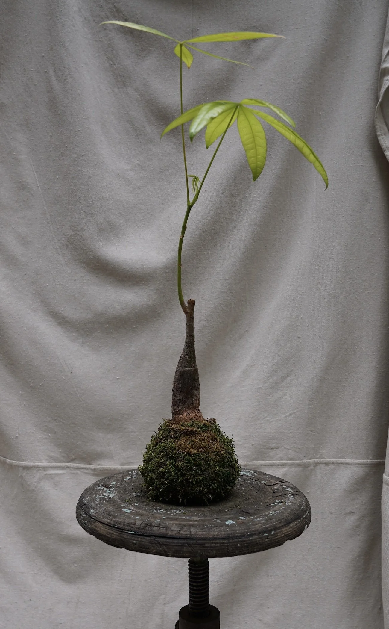 Money Tree Kokedama