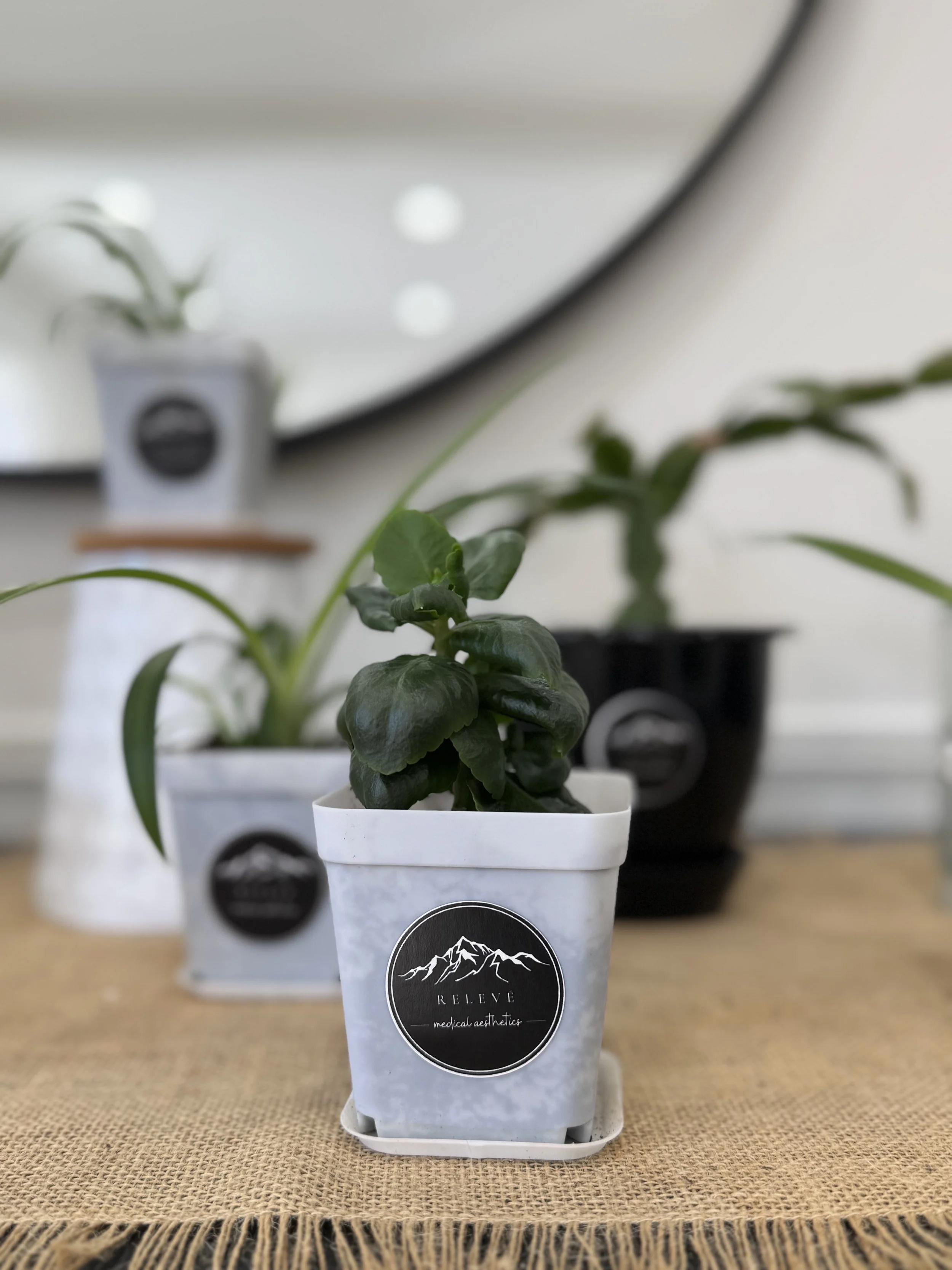 What Plants Taught Me About Beauty (and Why It Matters for Women Over 40 in New Hampshire)