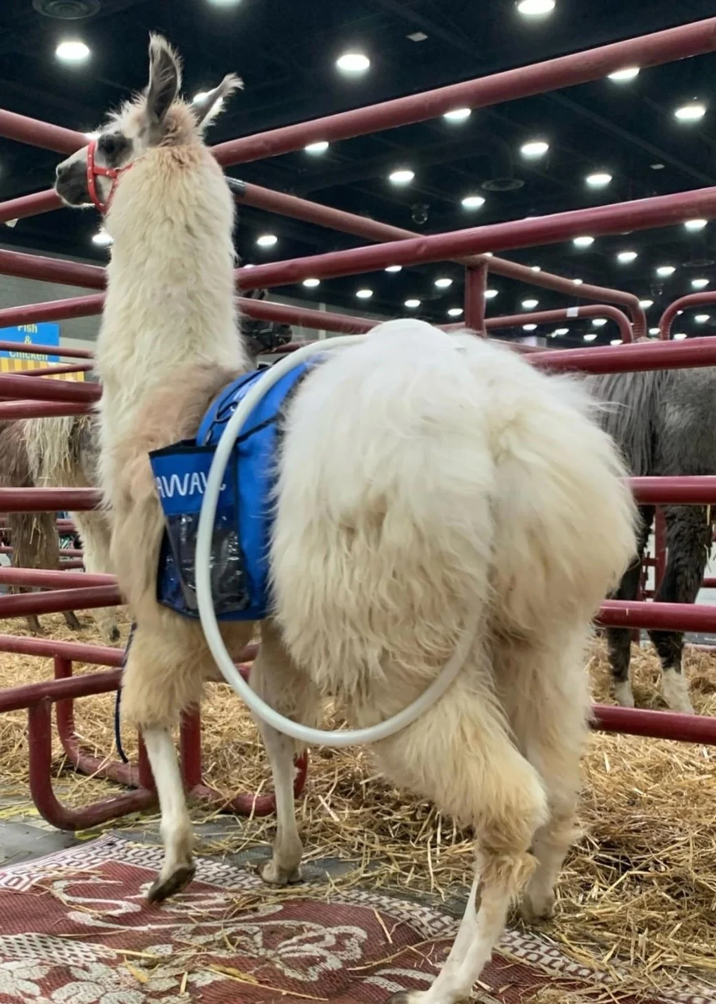 A llama standing inside a pen at an indoor event, with a harness and a magnawave treatment, in a setting with straw on the ground and ceiling lights overhead.