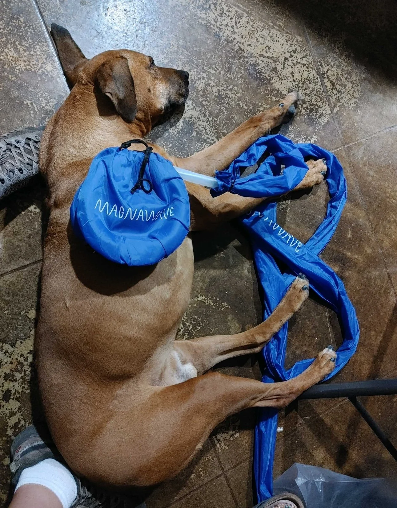Dog lying on the floor with a blue reusable bag around its neck and a blue plastic bag nearby, on a tiled surface.