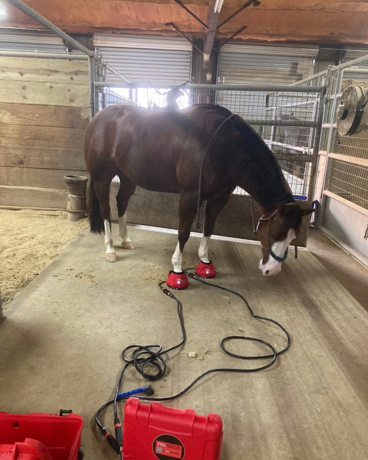 Profocus PEMF Session