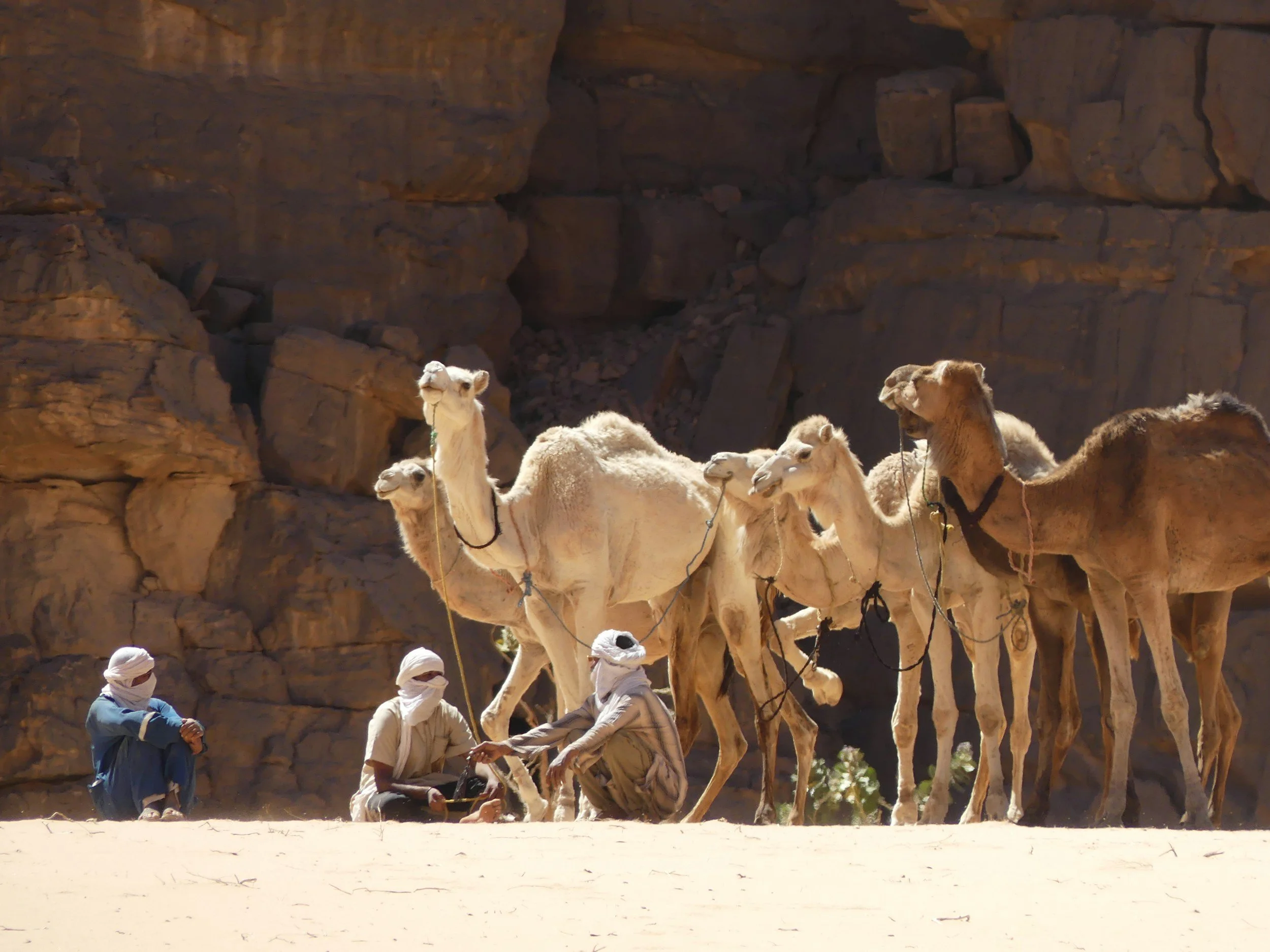 Men with camels