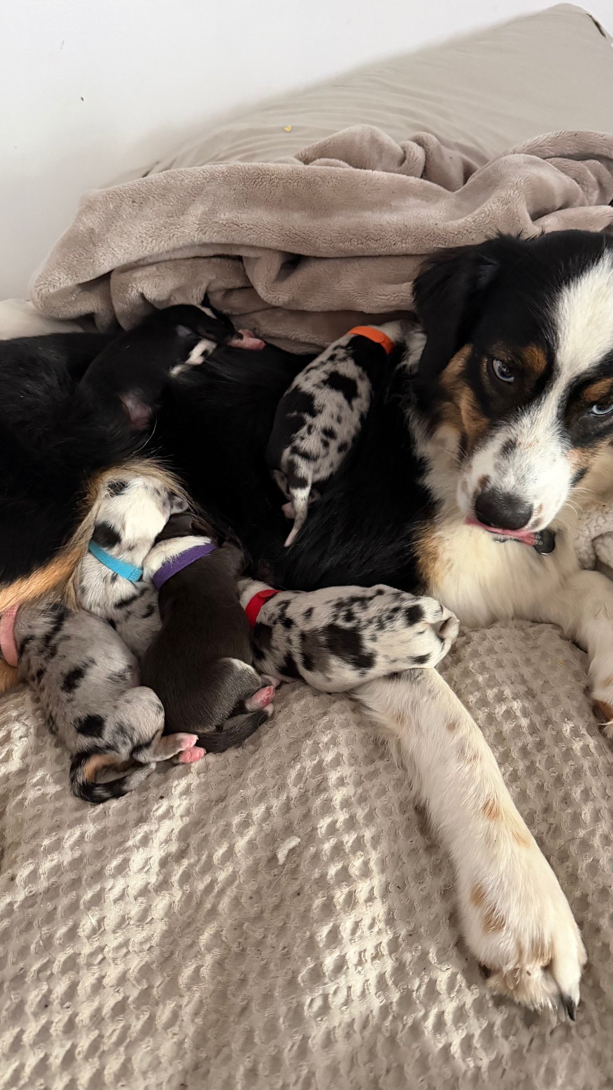 November 2025 Litter