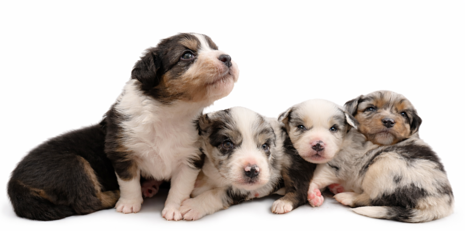 Four adorable Australian Shepherd puppies lying close together on a white background.