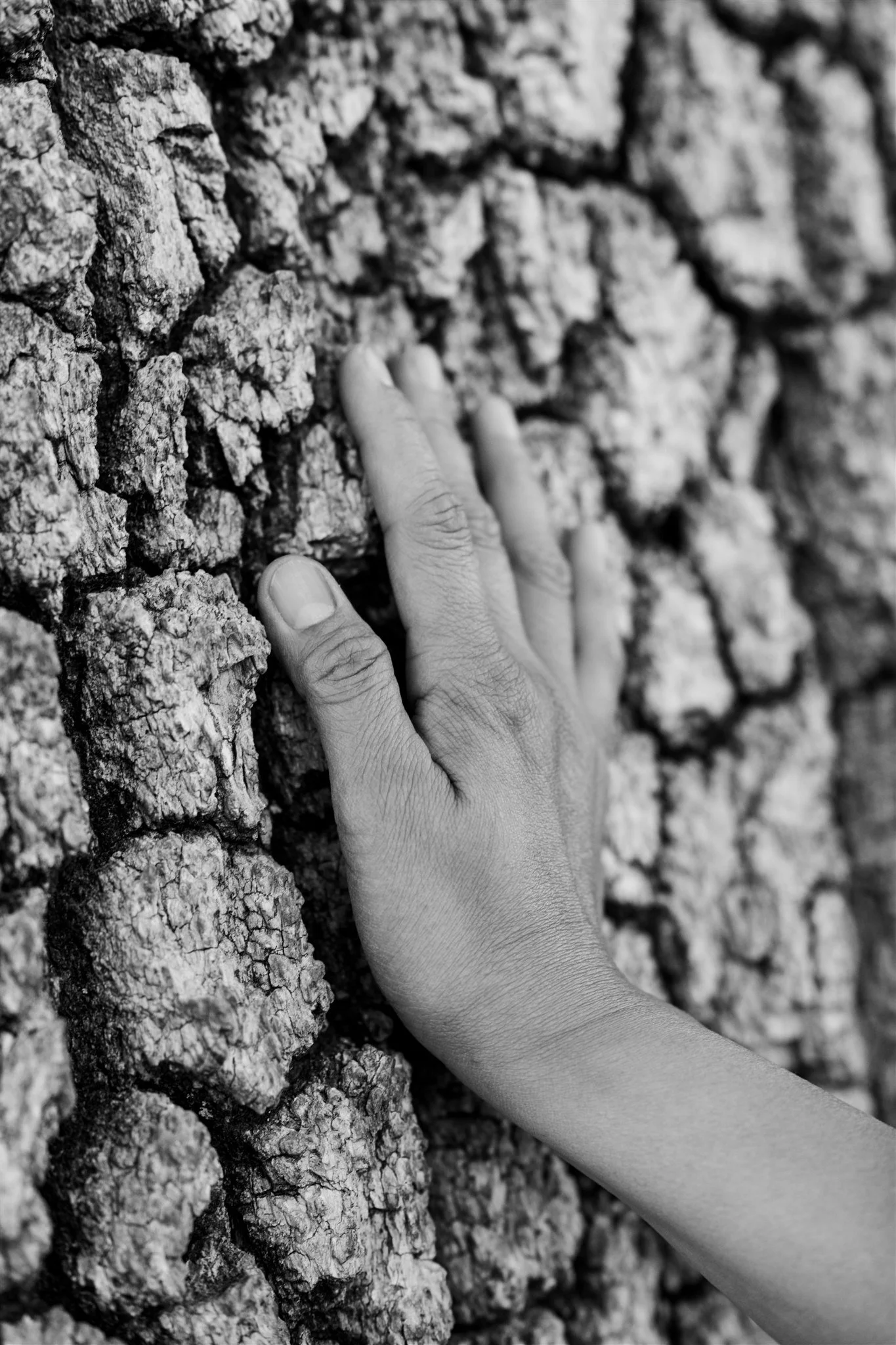 A woman touching a tree's bark.
