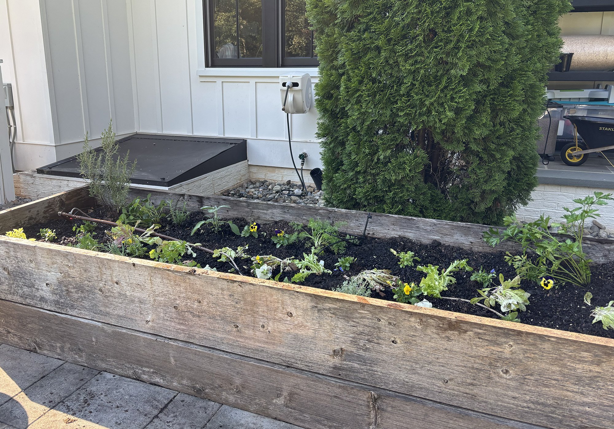 Kitchen Garden in Apex, NC - Sept. 2025