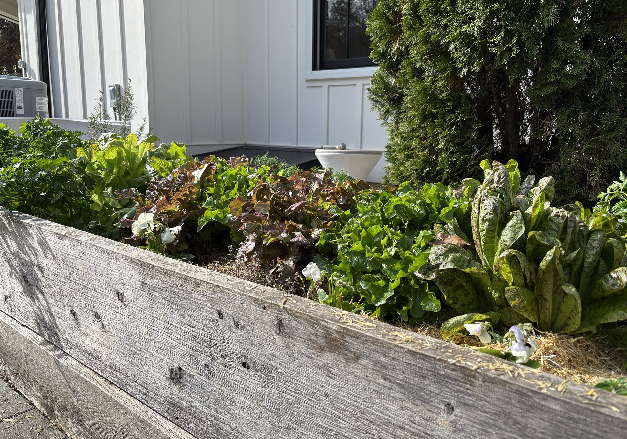 Clients Garden bed by house-Apex-NC-Novmber copy.jpg