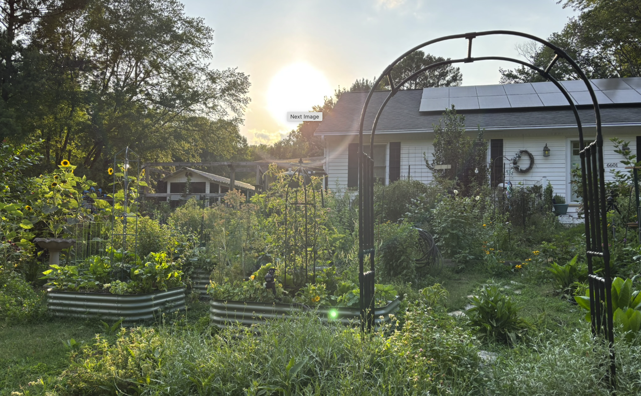 From Red Clay to Raised Beds: Real Gardening Challenges and How We Solved Them