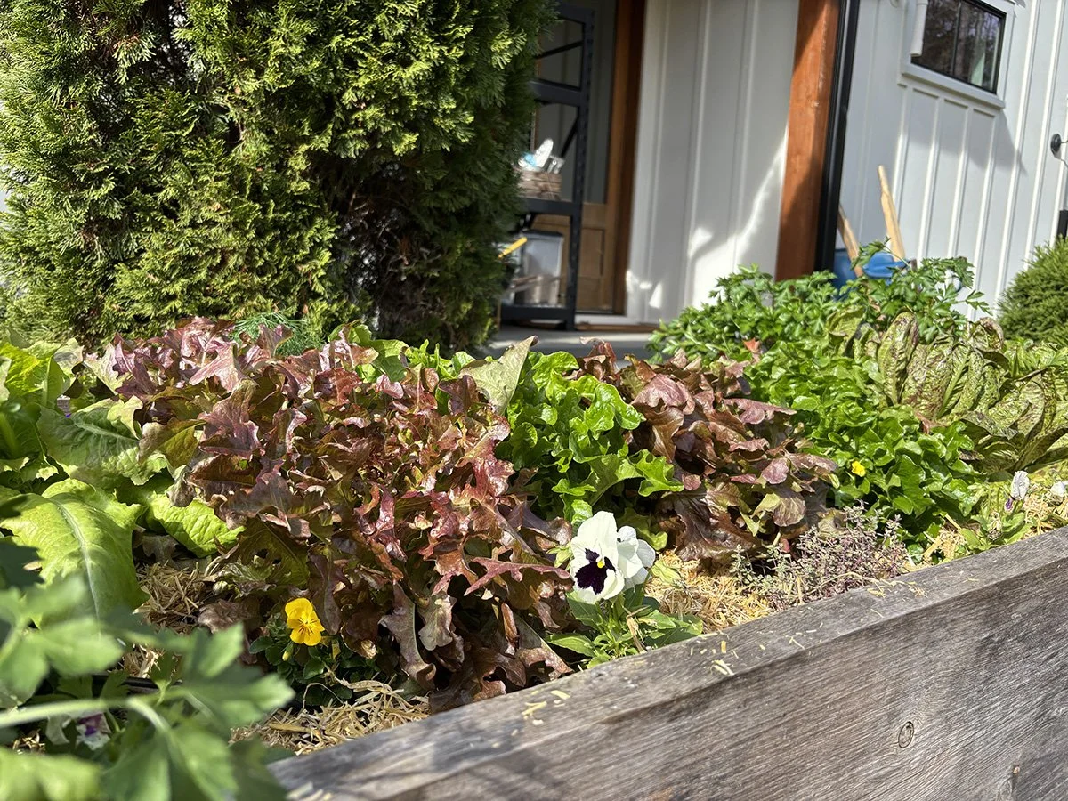 Close-up of a wooden garden bed filled with various leafy greens and flowering plants, with a background of a white building, a door, and a large green shrub.
