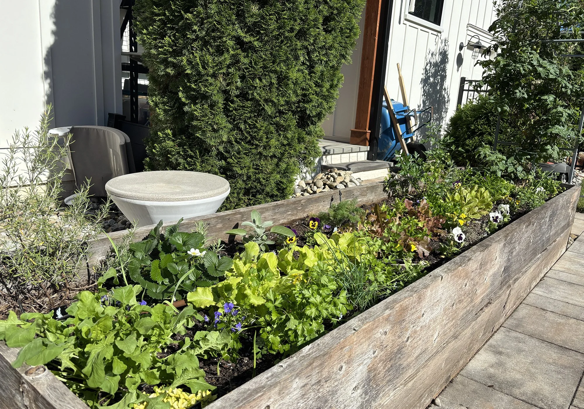 Kitchen Garden in Apex, NC - Oct. 2025