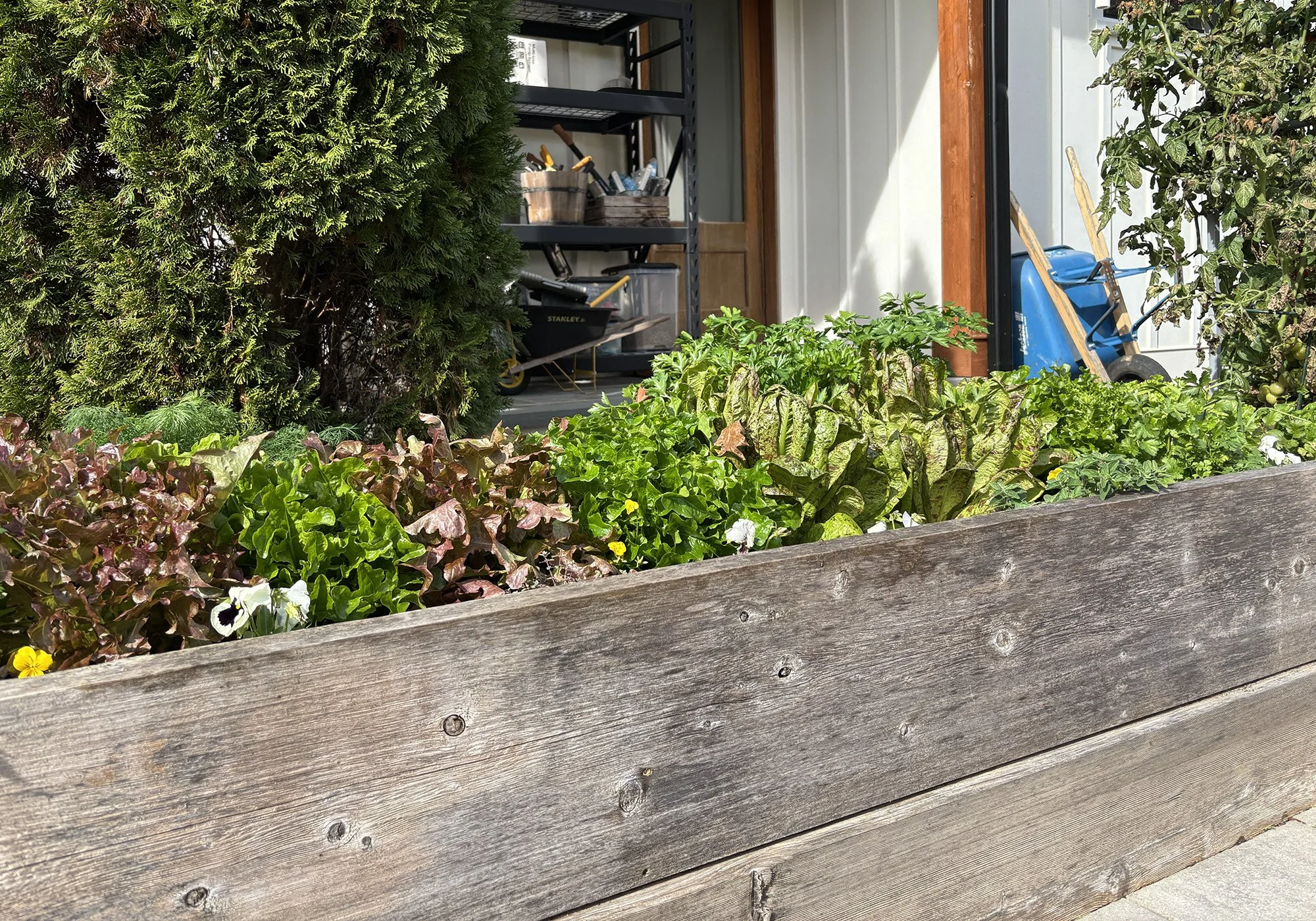 Kitchen Garden in Apex, NC - Nov. 2025