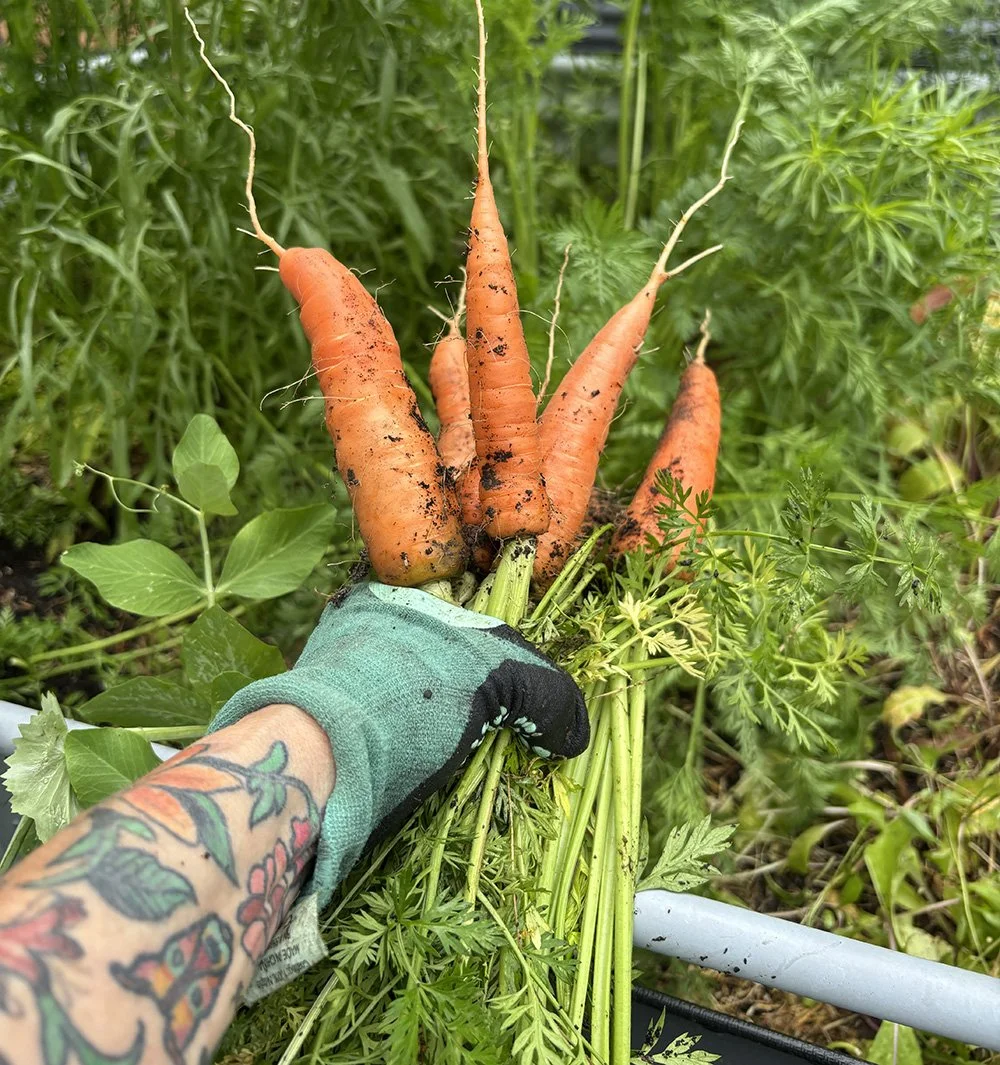 harvesting carrots starts with good soil