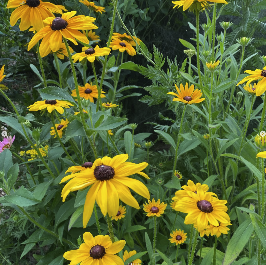 Rudbeckia, known commonly as Black-Eyed Susans, are excellent, hardy, pollinator plants for your garden.