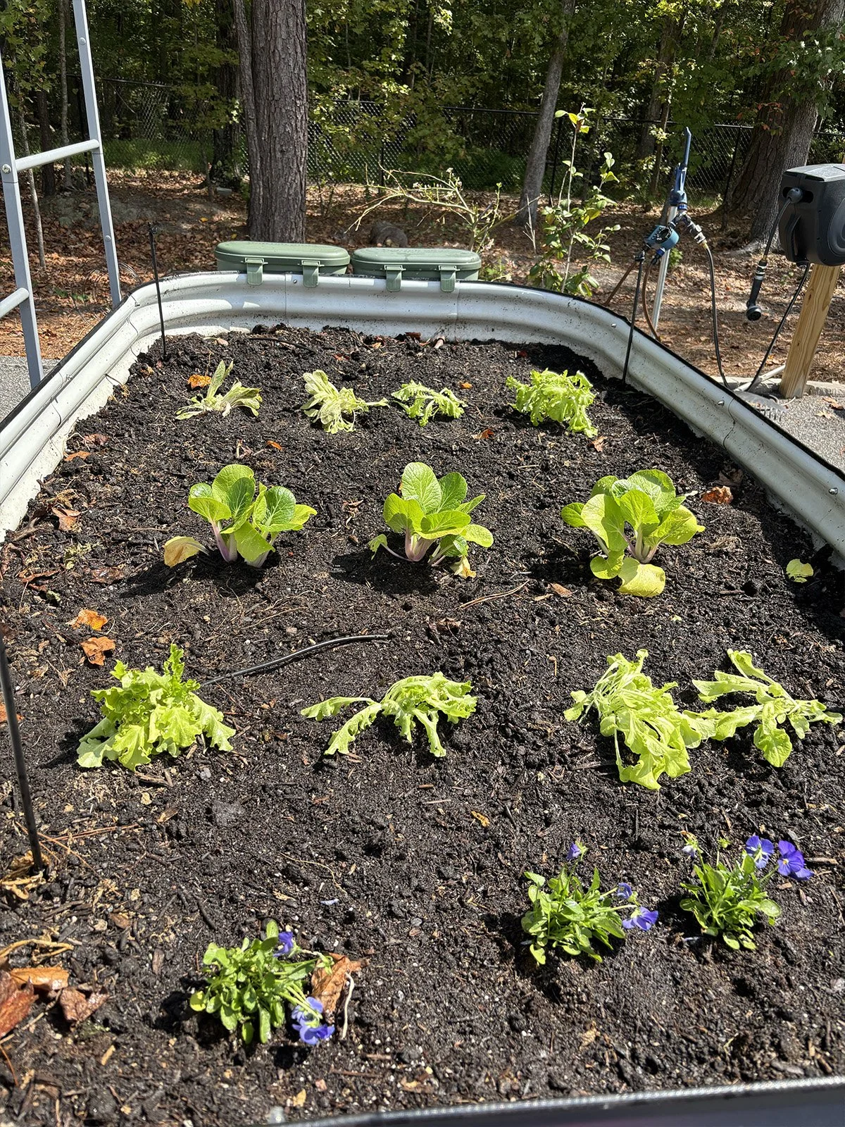 Raised Bed #3 in Sept., Apex, NC