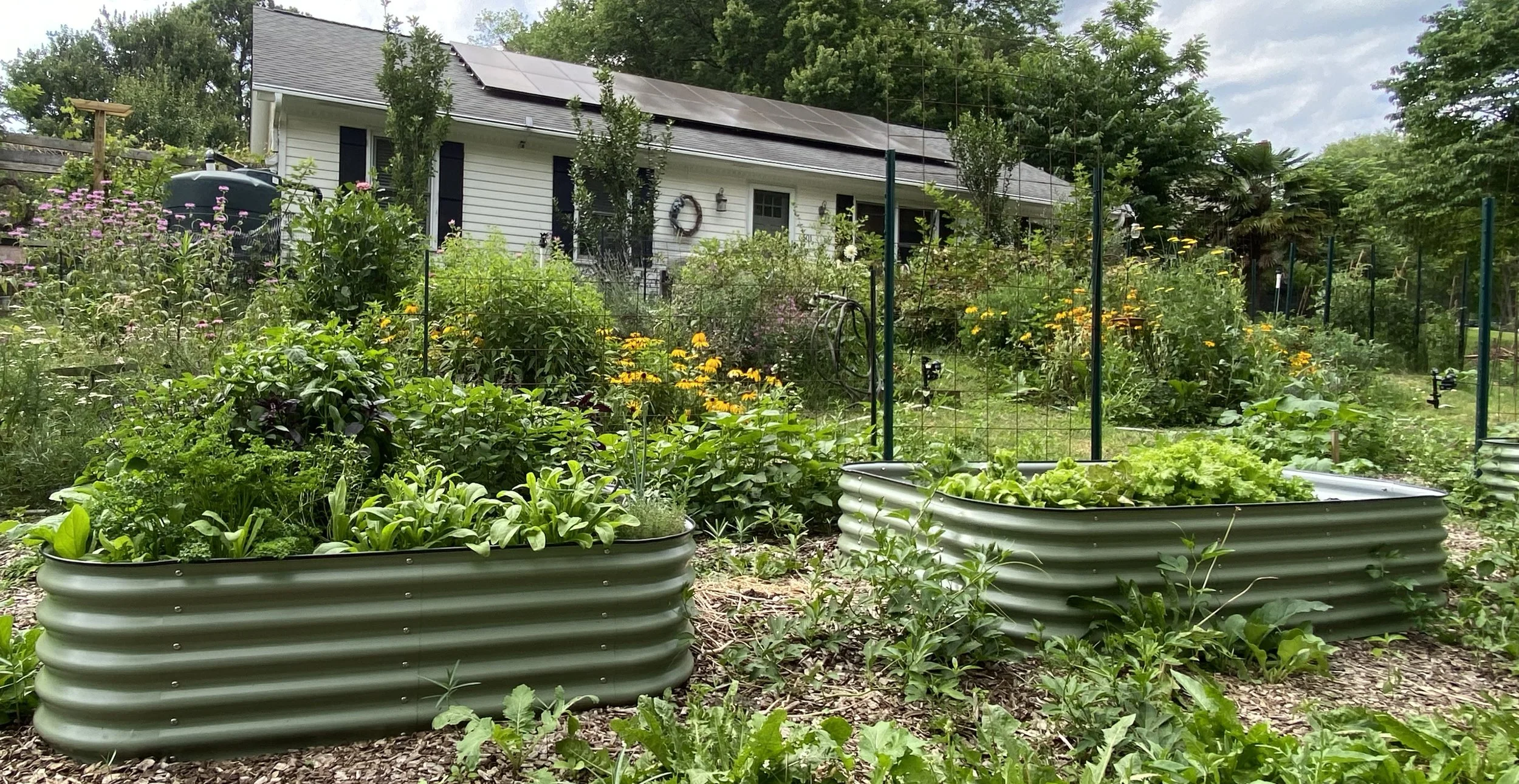 A garden with raised metal plant beds filled with various green plants and flowers, adjacent to a white house with solar panels on the roof, surrounded by trees and a gravel pathway.