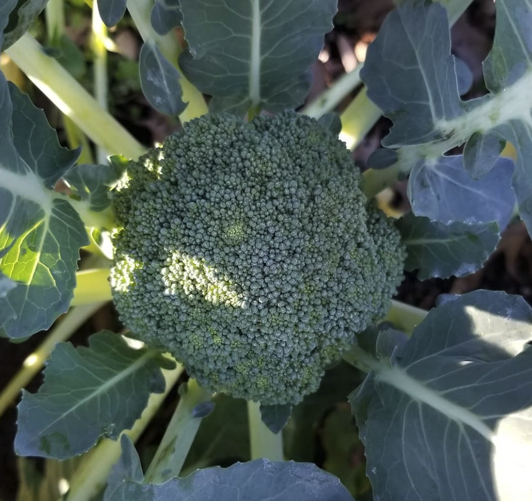 Close-up of a broccoli head growing in a garden with green leaves surrounding it.