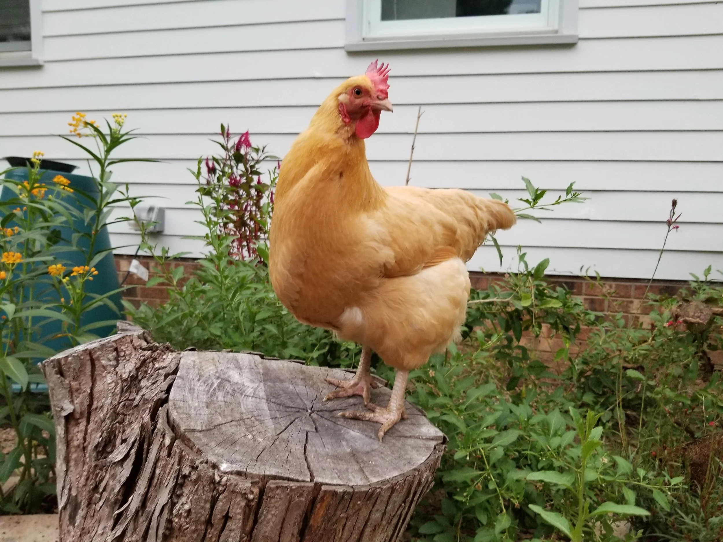 Chicken keeping coach