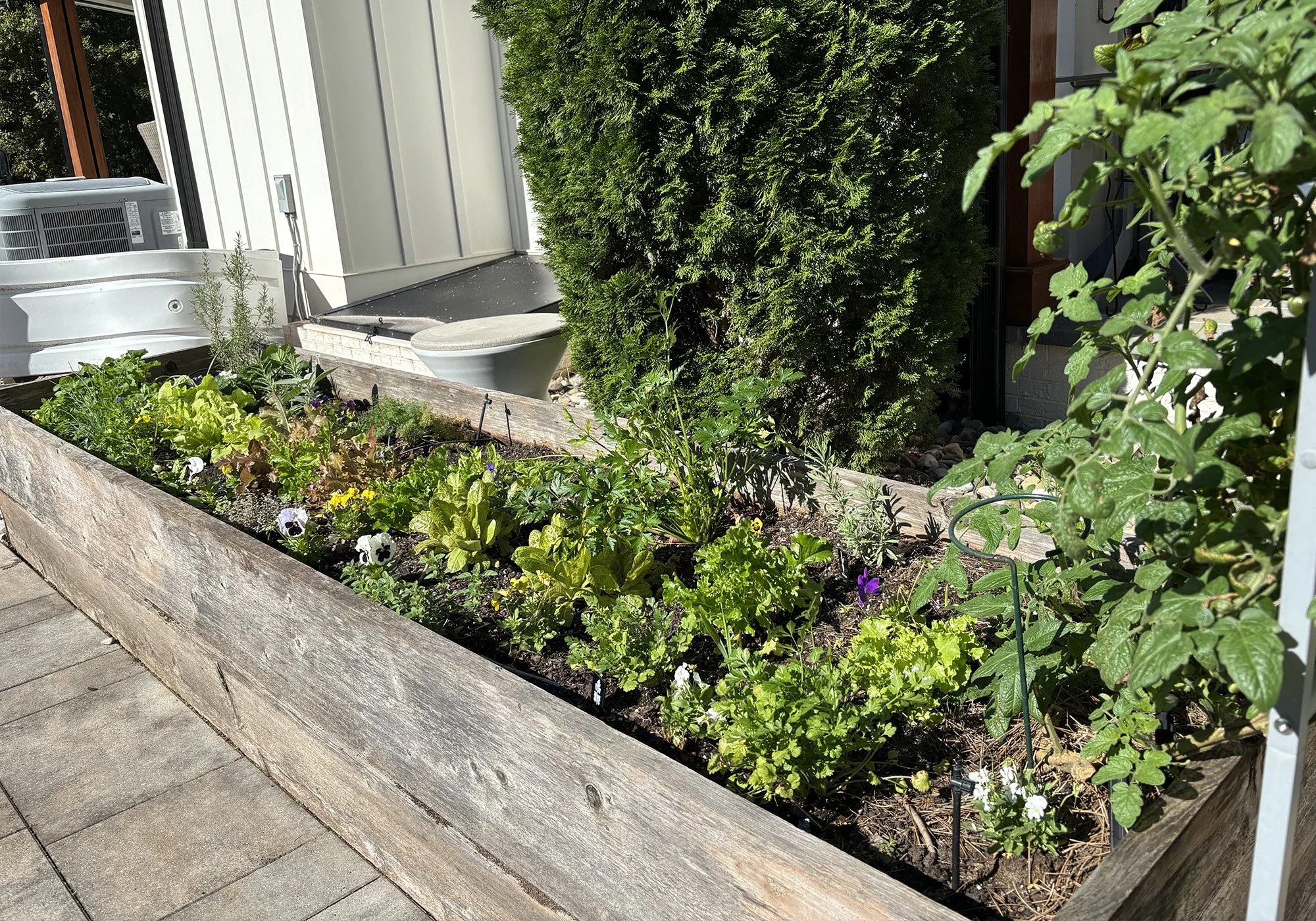 Kitchen Garden in Apex, NC - Oct. 2025