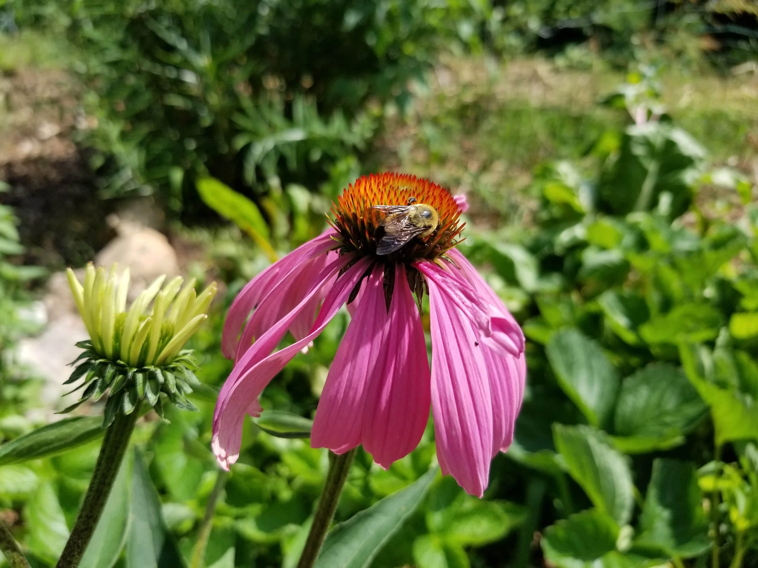 A bee on a pink coneflower flower in a garden.