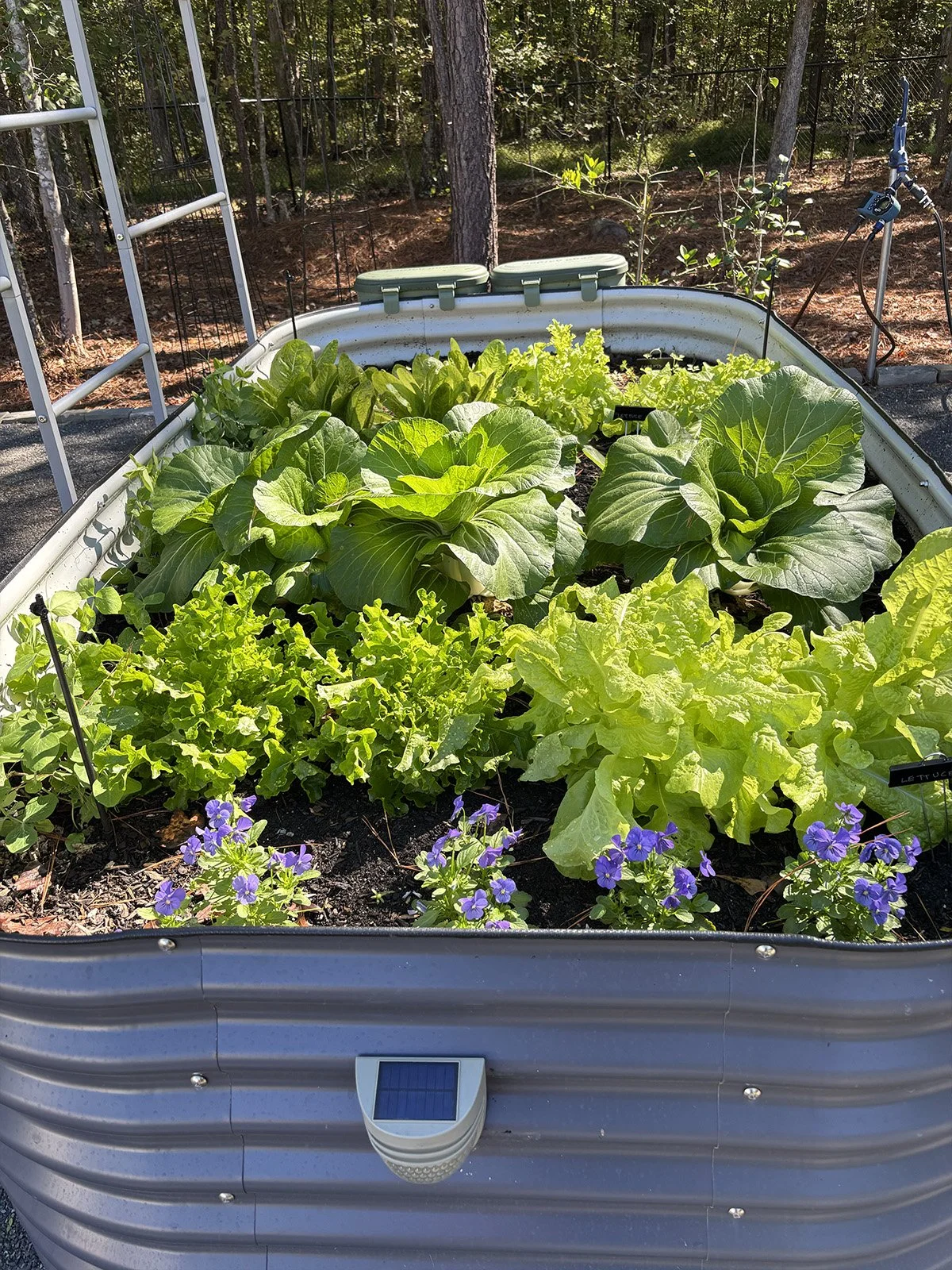 Raised Bed #3 in Oct., Apex, NC
