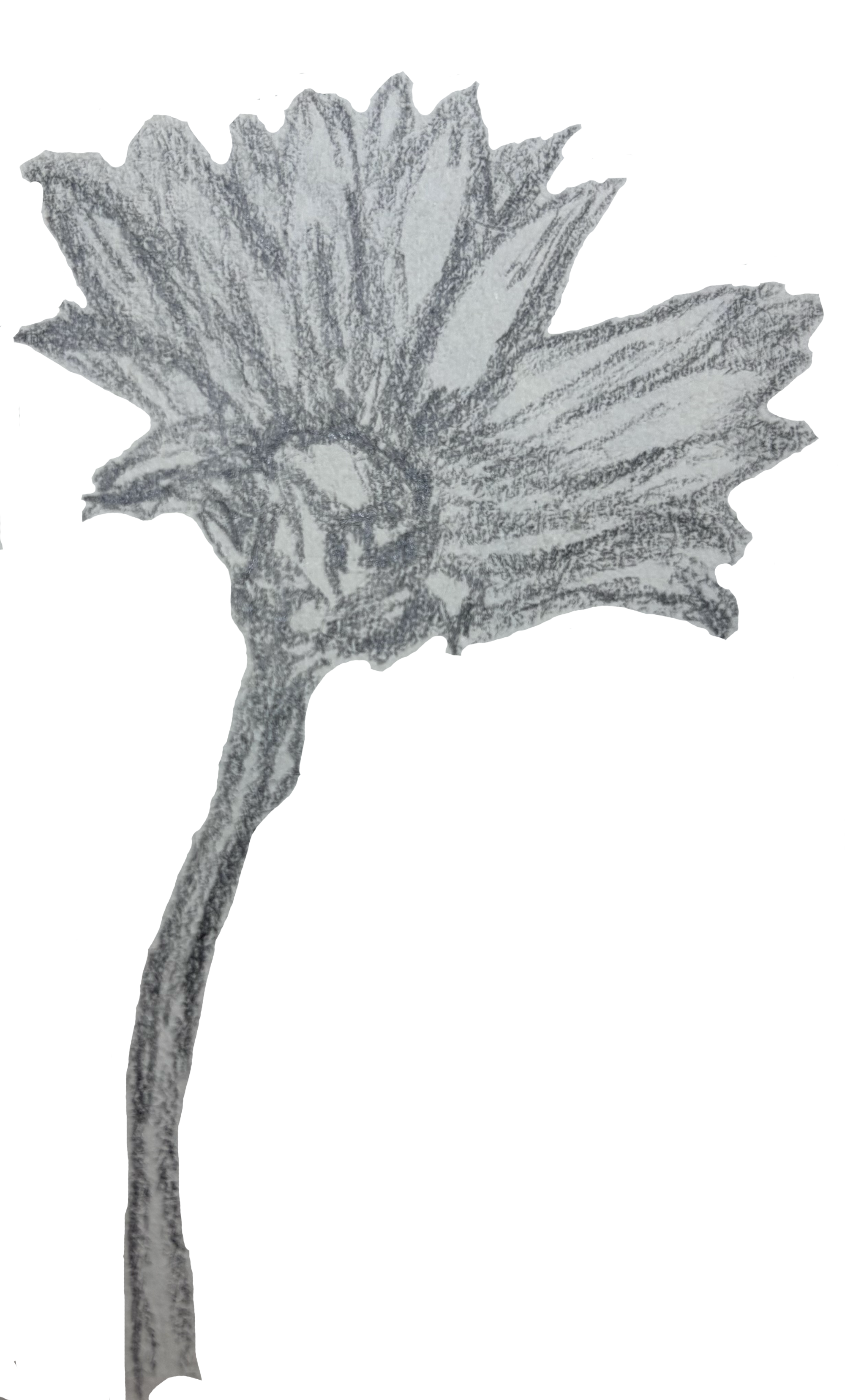 Sketch of a sunflower with large petals and a thick stem.