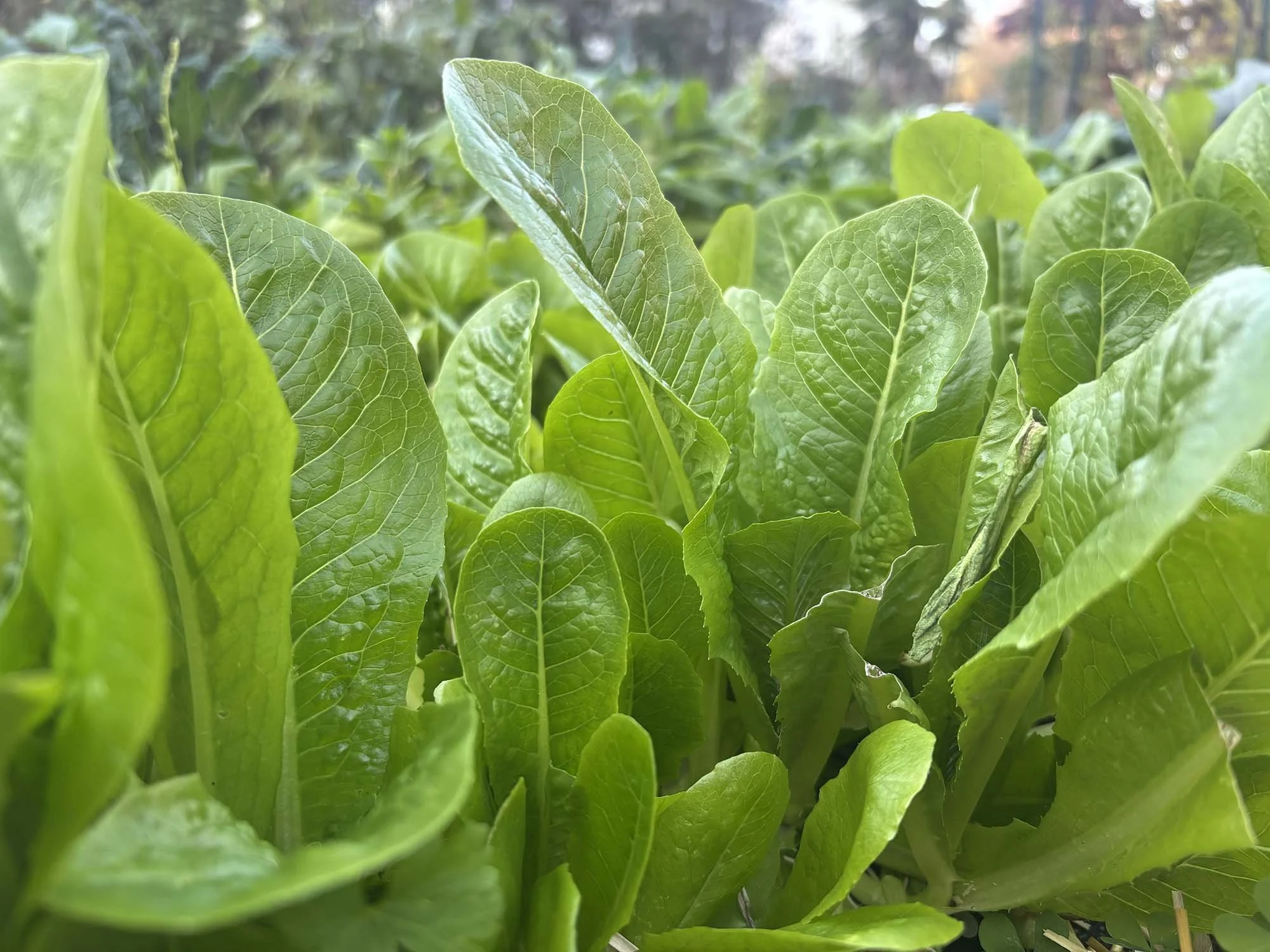 bed of lettuce
