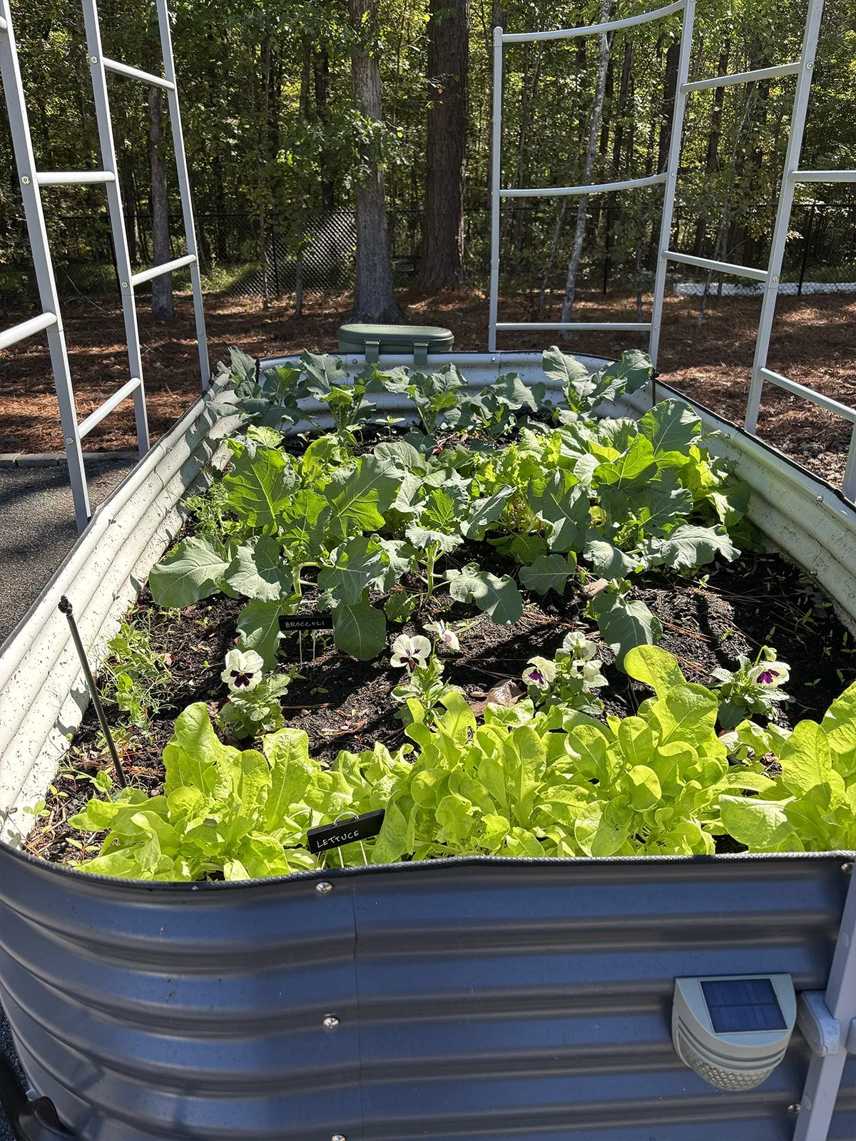 Raised Bed #1 in Oct., Apex, NC